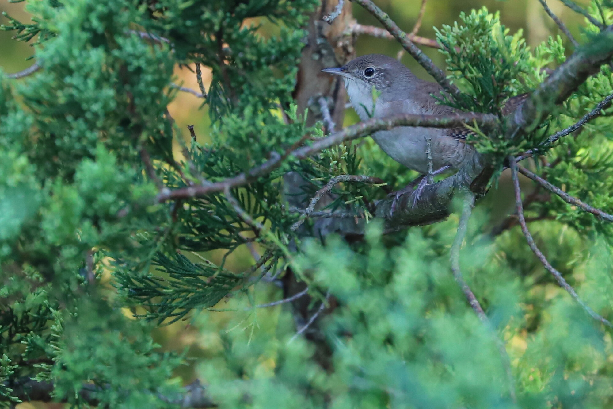  House Wren / Pleasure House Point NA / 7 Sep 