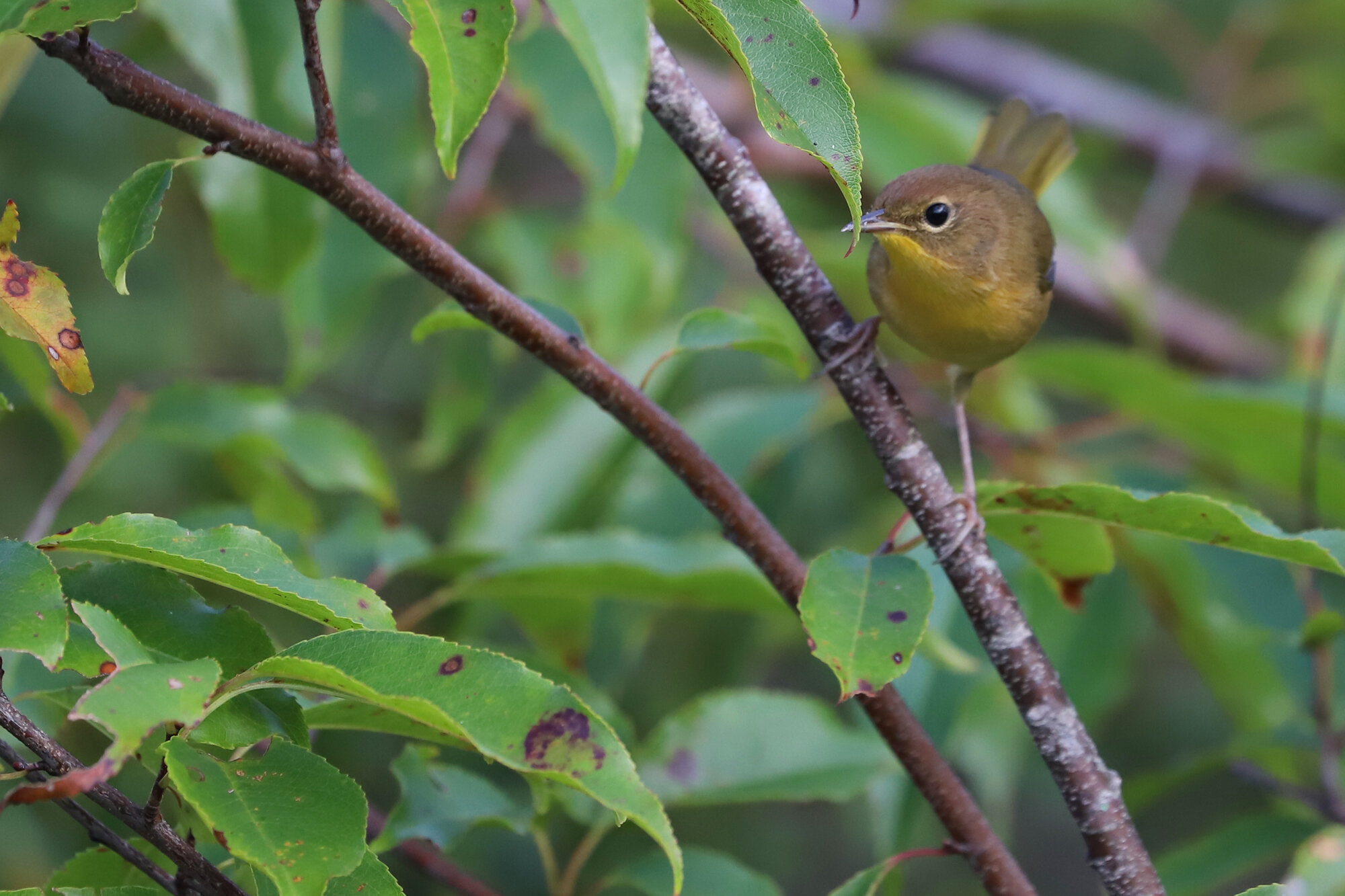  Common Yellowthroat / Princess Anne WMA Whitehurst Tract / 7 Sep 