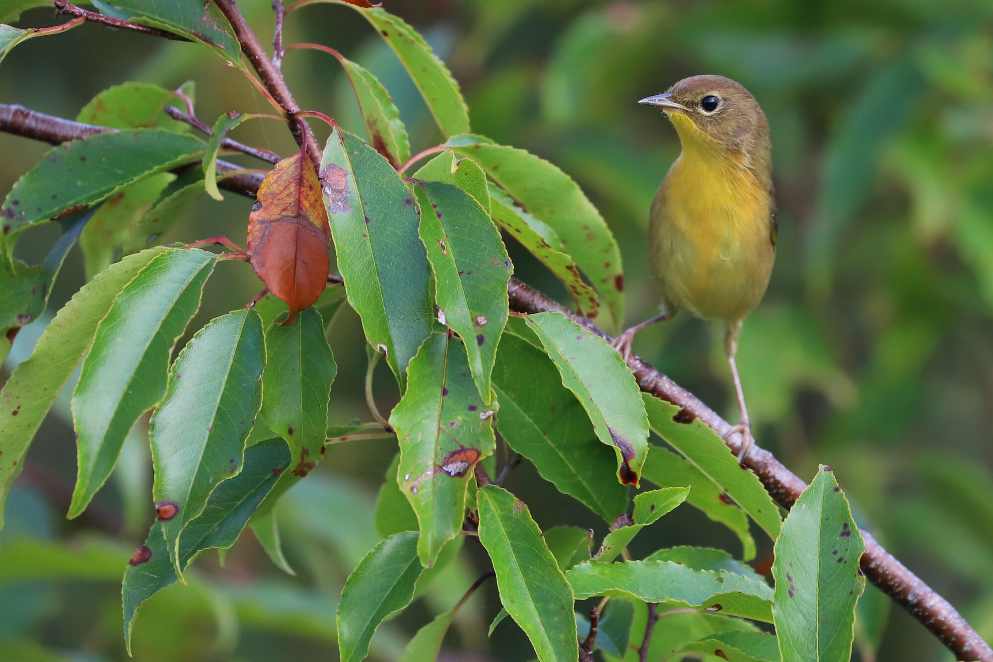  Common Yellowthroat / Princess Anne WMA Whitehurst Tract / 7 Sep 