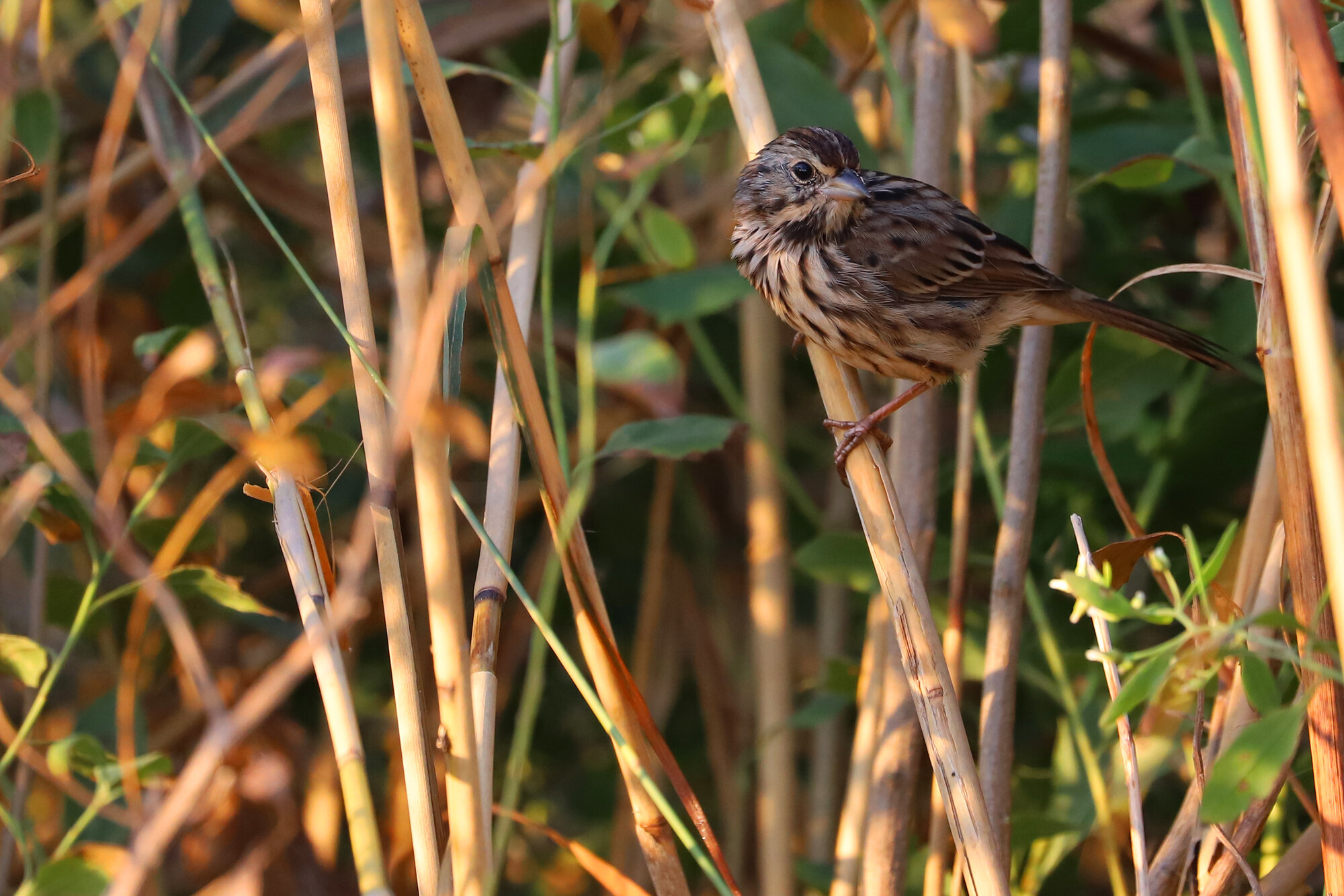  Song Sparrow / Back Bay NWR / 29 Sep 