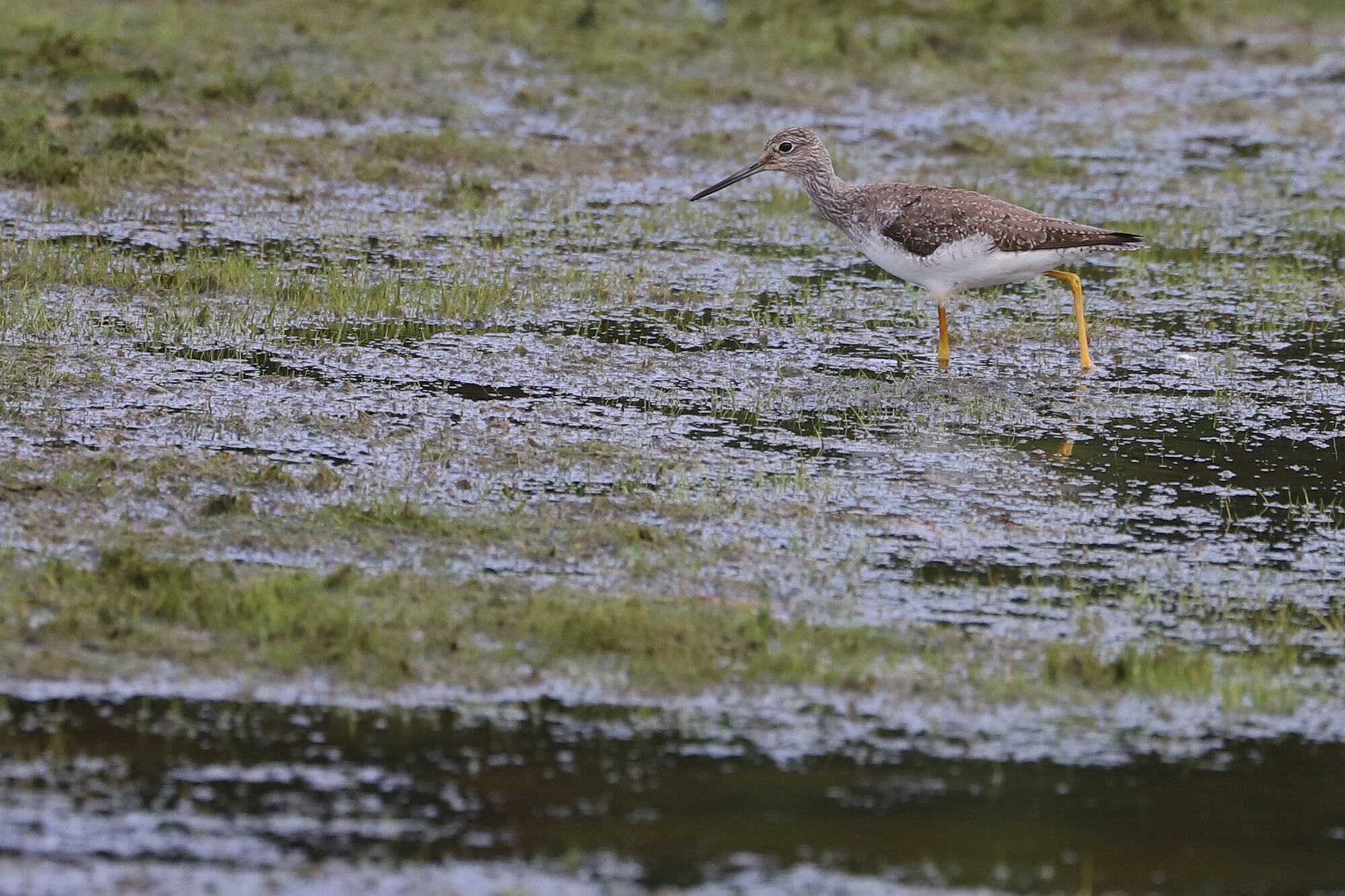  Greater Yellowlegs / Princess Anne WMA Whitehurst Tract / 1 Sep 