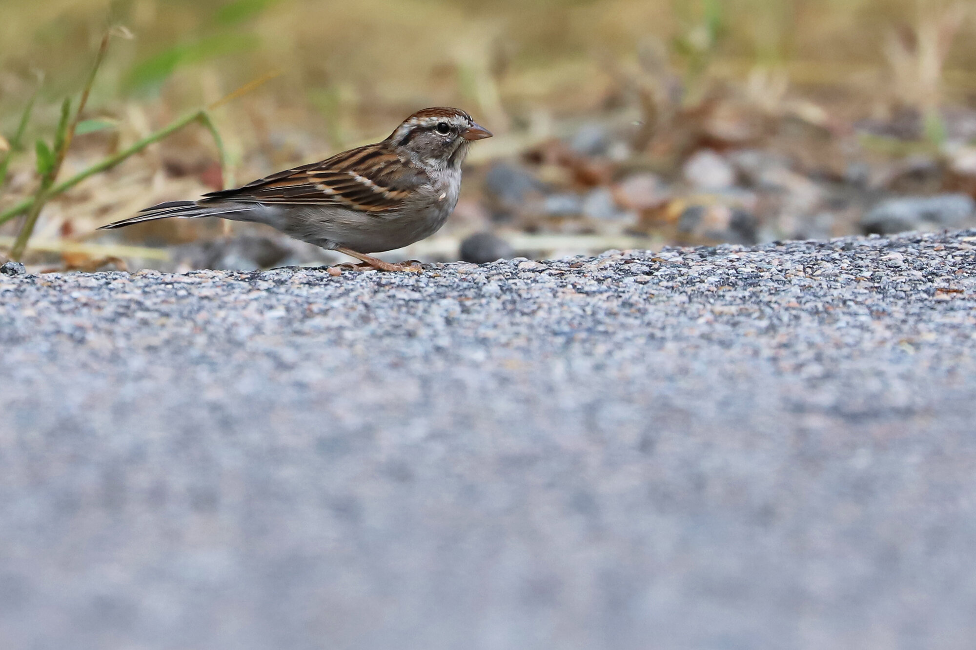  Chipping Sparrow / Stumpy Lake NA / 17 Sep 