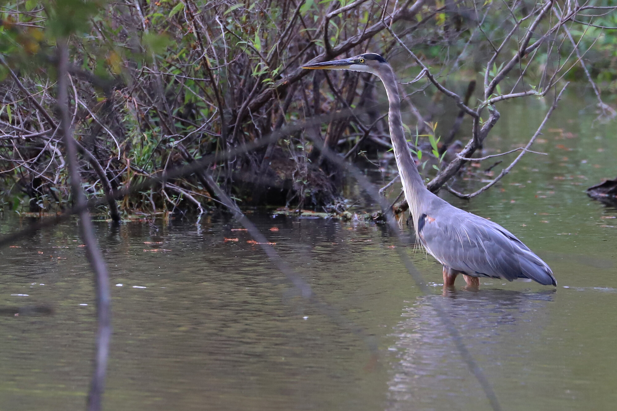  Great Blue Heron / Stumpy Lake NA / 17 Sep 