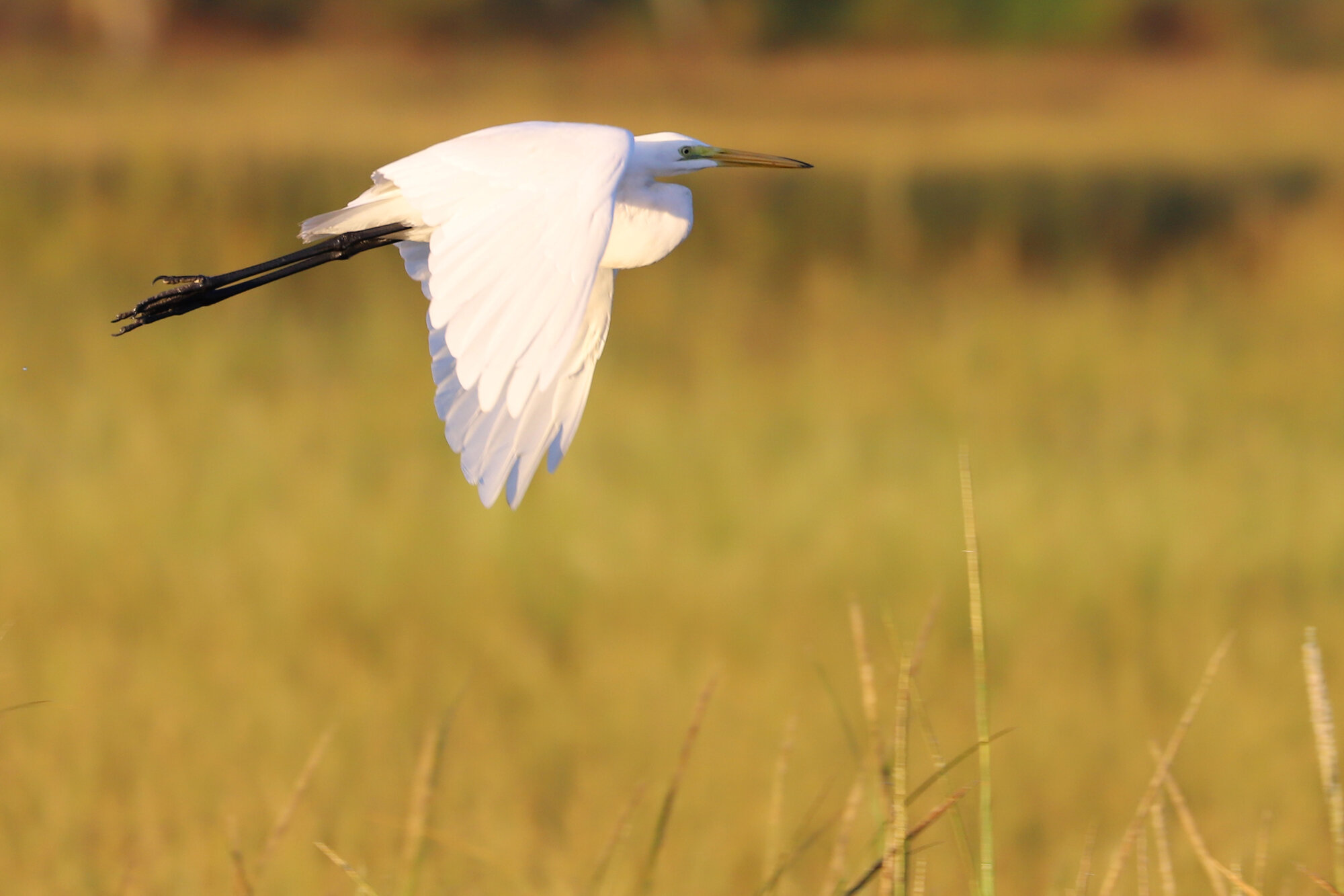  Great Egret / Pleasure House Point NA / 21 Sep 