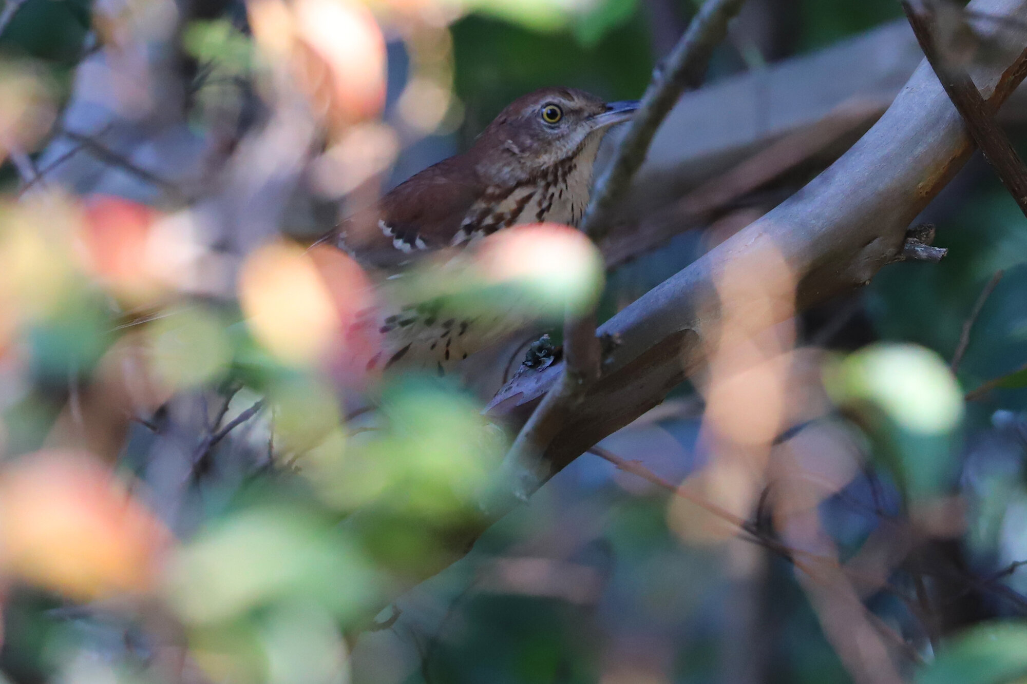  Brown Thrasher / Beach Garden Park / 24 Sep 