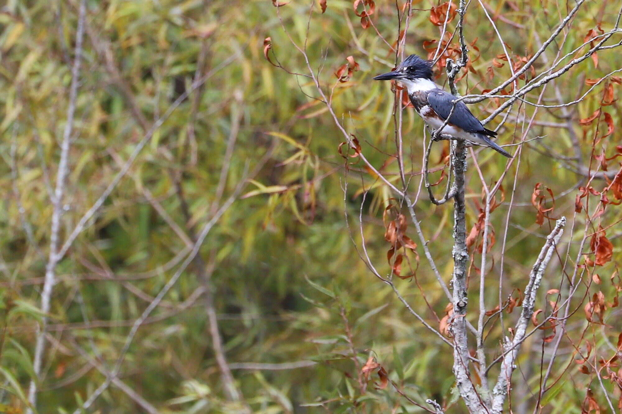  Belted Kingfisher / Stumpy Lake NA / 28 Sep 