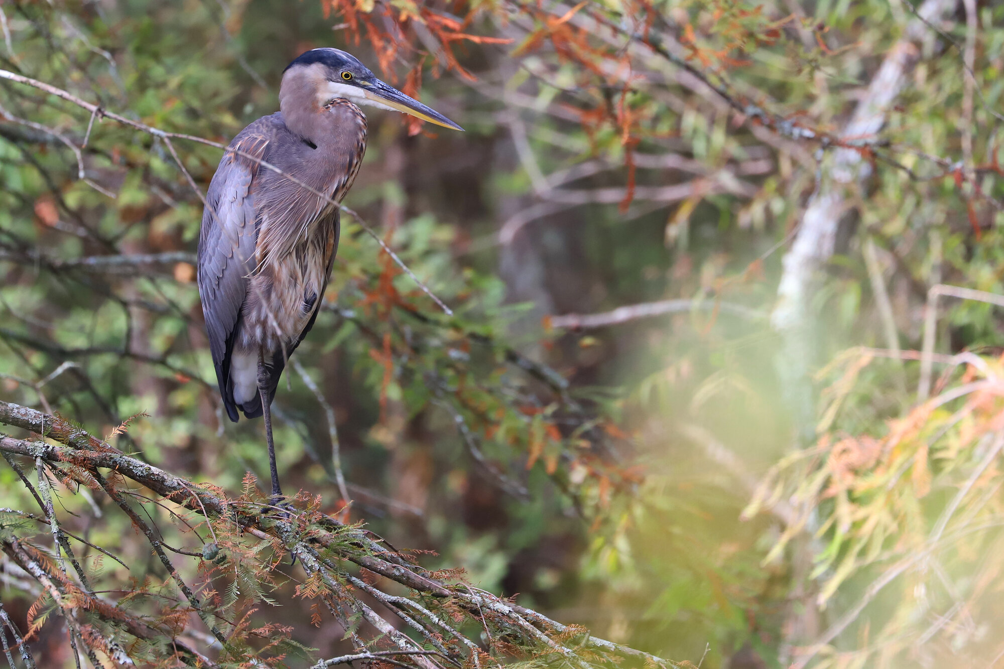  Great Blue Heron at Stumpy Lake NA on 28 Sep; please click this photo to advance to the next, each of these are year-round residents observed in September! 