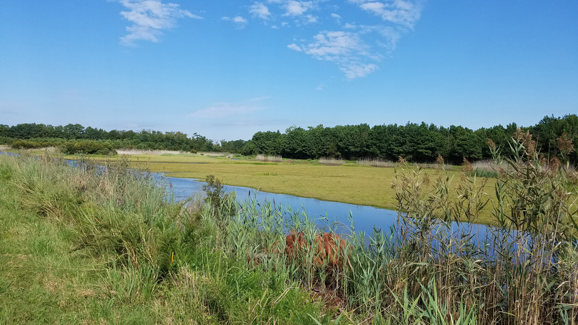  Whitehurst Tract’s shorebird impoundment on 1 Sep; please click this photo to advance to the next, each of these are habitat conditions photographs taken in September! 