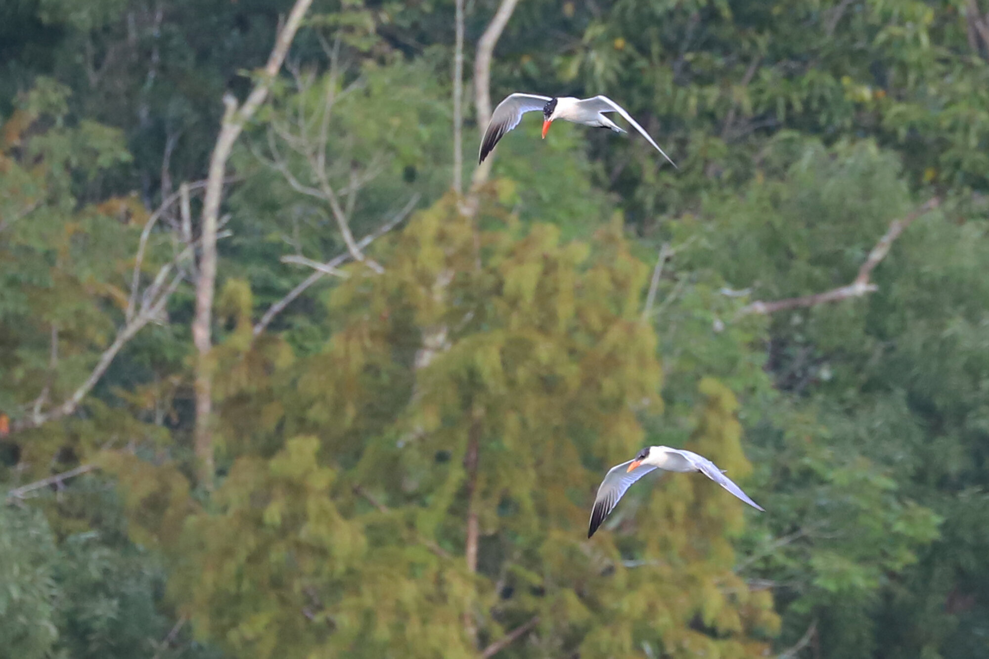  Caspian Terns / Stumpy Lake NA / 3 Sep 