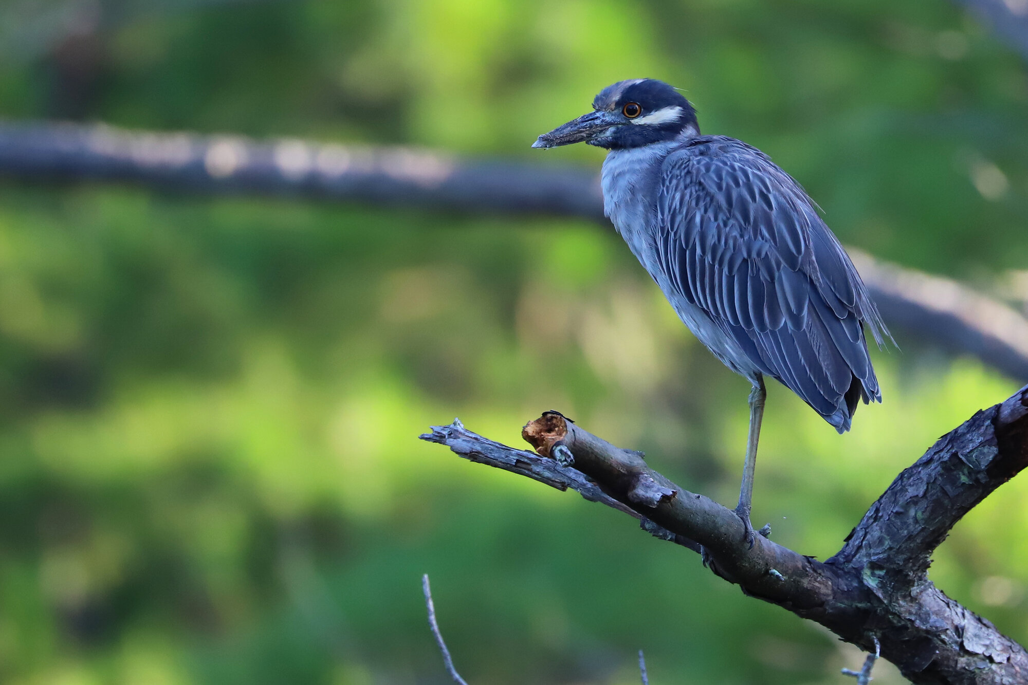  Yellow-crowned Night-Heron / Pleasure House Point NA / 7 Sep 