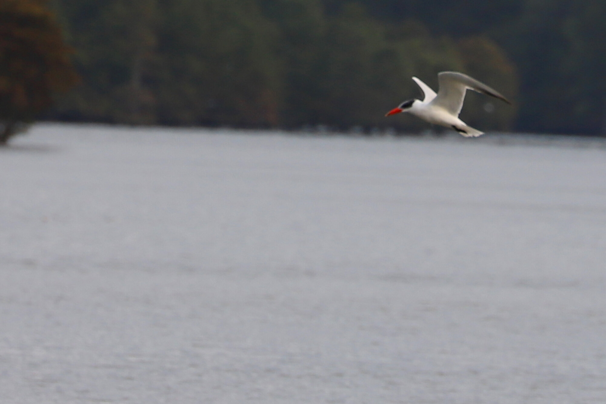  Caspian Tern / Stumpy Lake NA / 17 Sep 