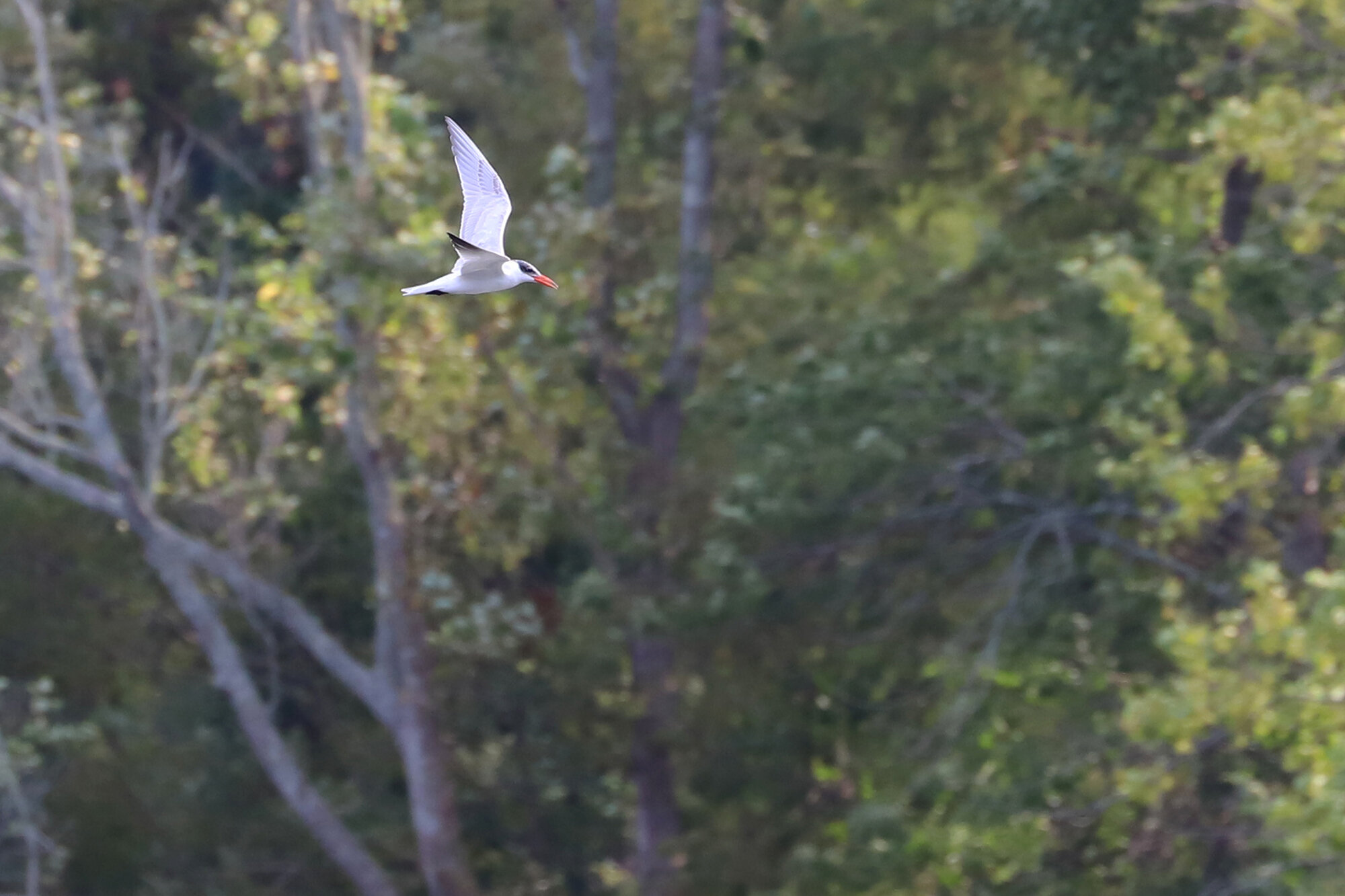 Caspian Tern / Stumpy Lake NA / 17 Sep 