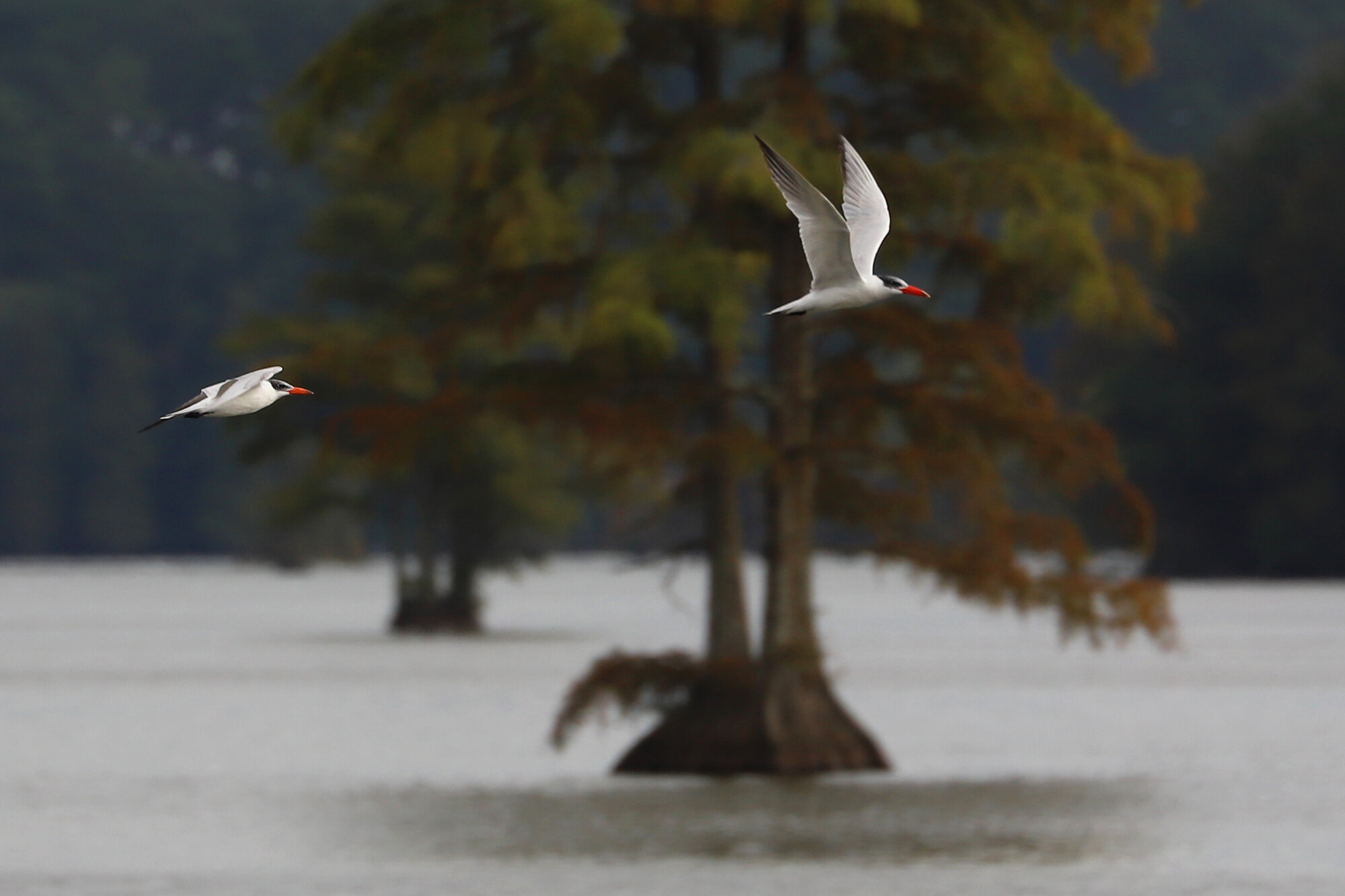  Caspian Terns over Stumpy Lake on 17 Sep; please click this photo to advance to the next, each of these are summering species observed in September! 