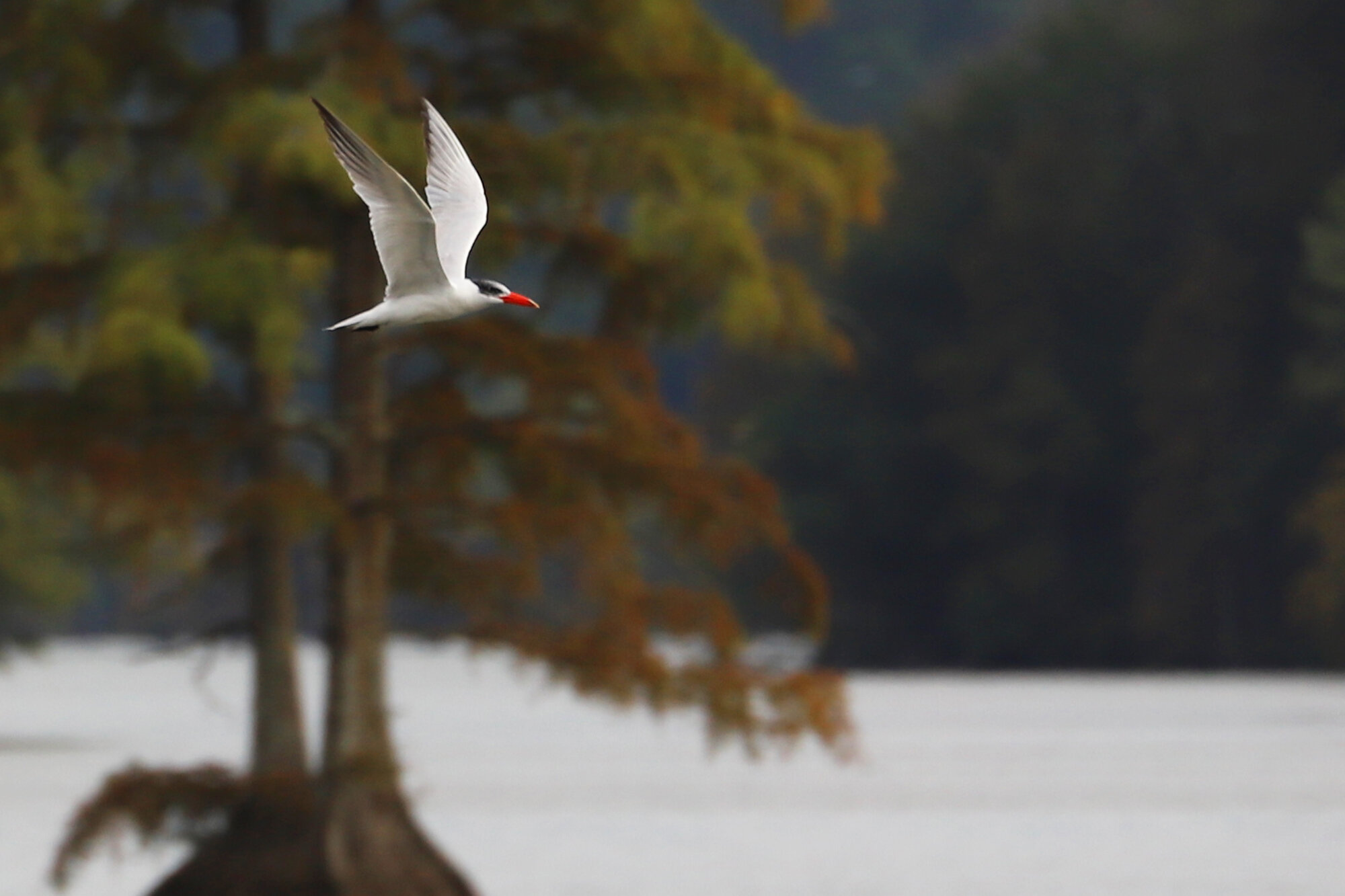  Caspian Tern / Stumpy Lake NA / 17 Sep 