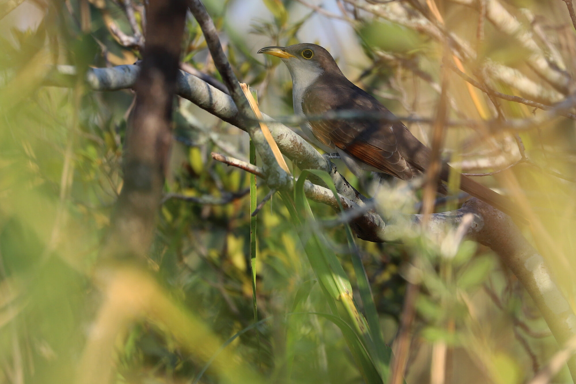  Yellow-billed Cuckoo / Back Bay NWR / 29 Sep 