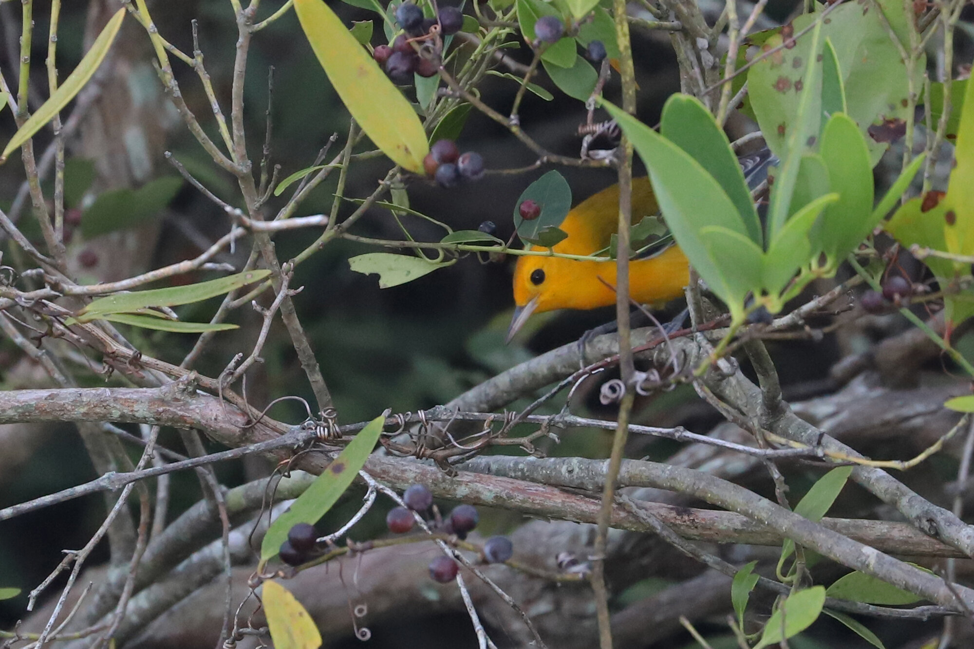  Prothonotary Warbler / Back Bay NWR / 1 Sep 