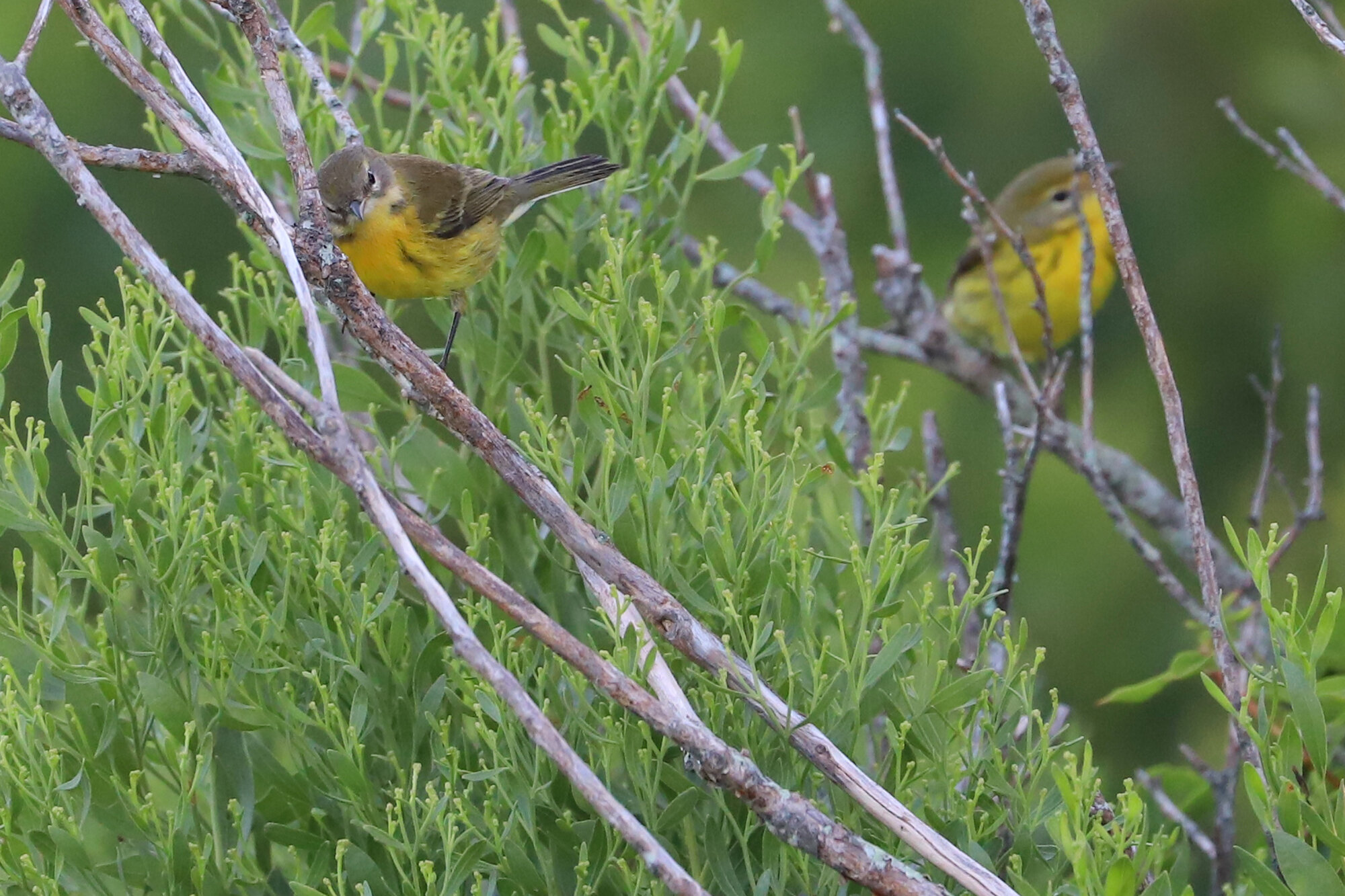  Prairie Warblers / Back Bay NWR / 1 Sep 