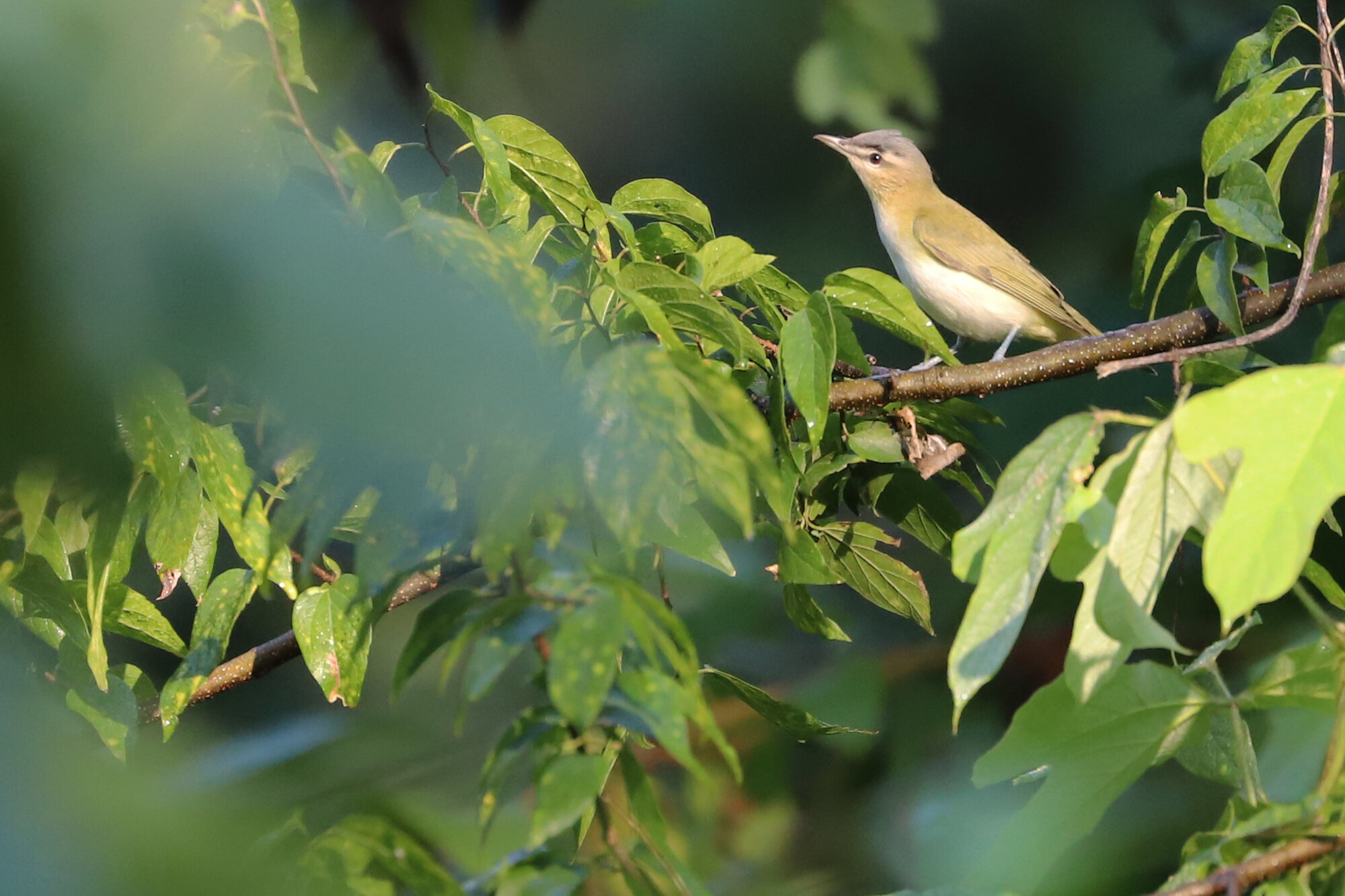 Red-eyed Vireo / Shore Drive Bike Path / 21 Sep