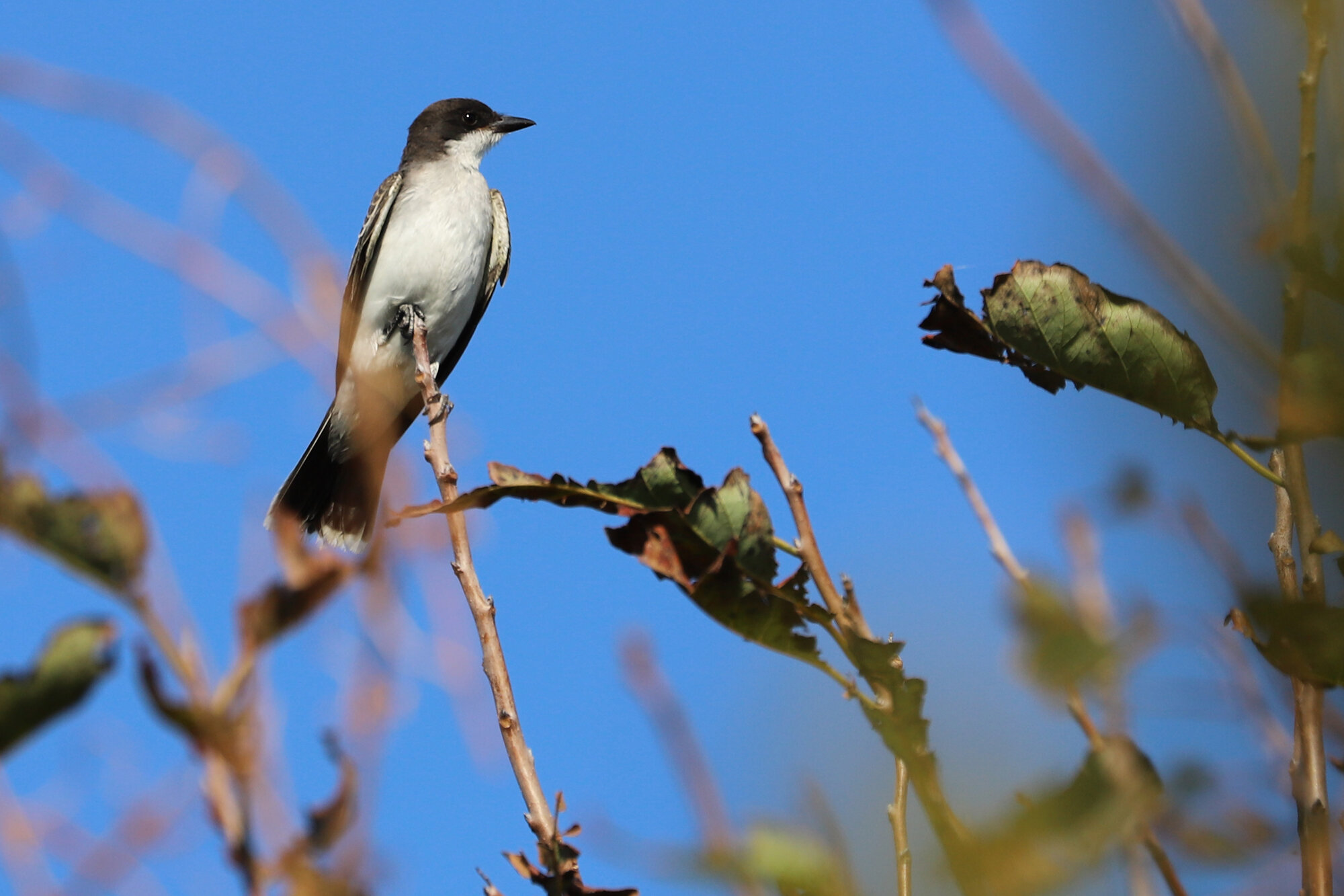  Eastern Kingbird / Back Bay NWR / 21 Sep 