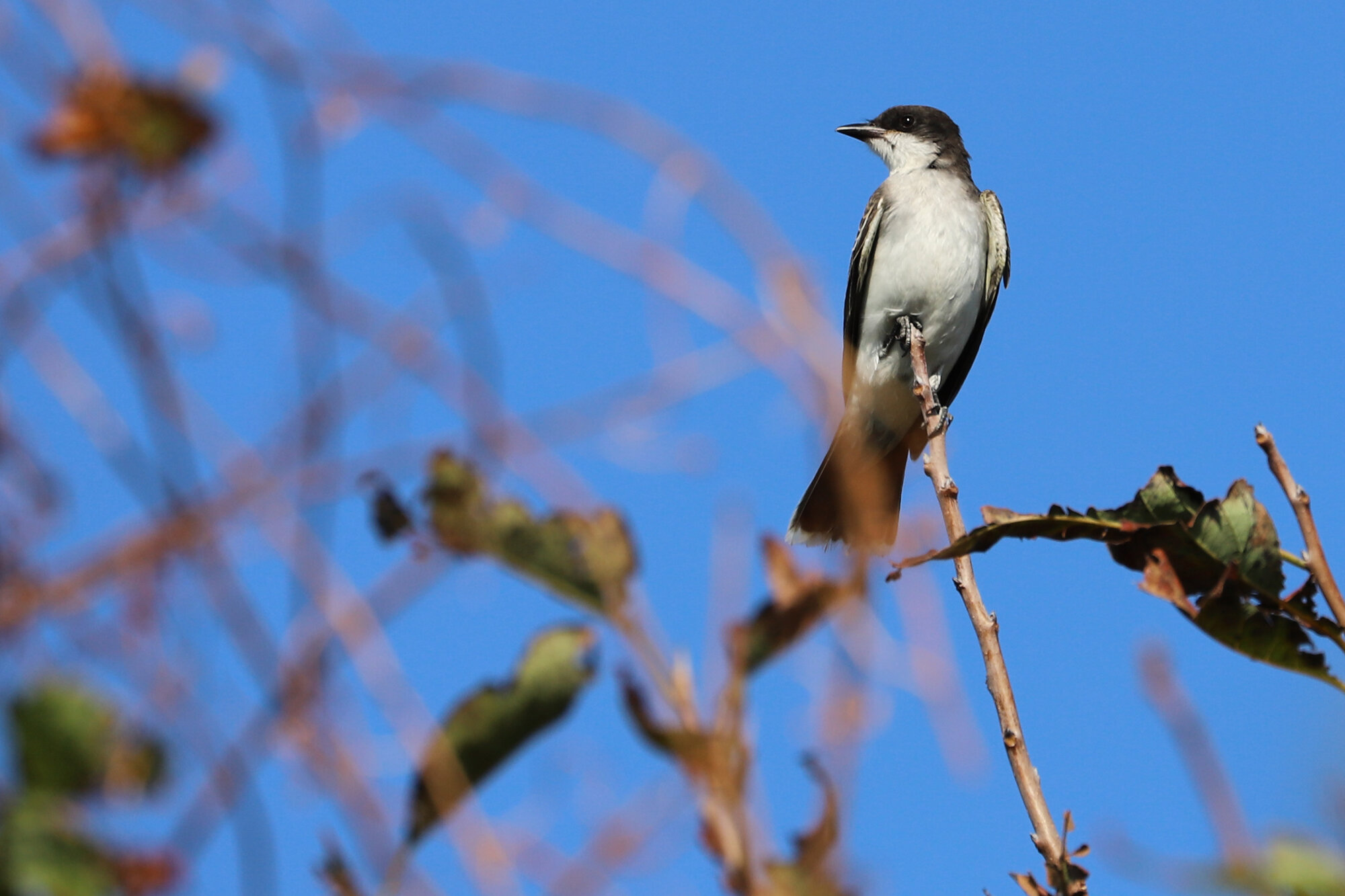  Eastern Kingbird / Back Bay NWR / 21 Sep 