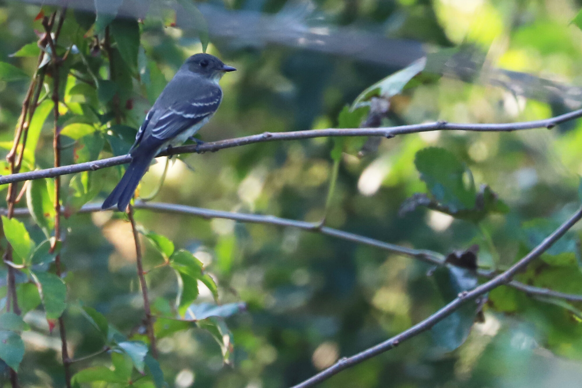  Eastern Wood-Pewee / Beach Garden Park / 24 Sep 