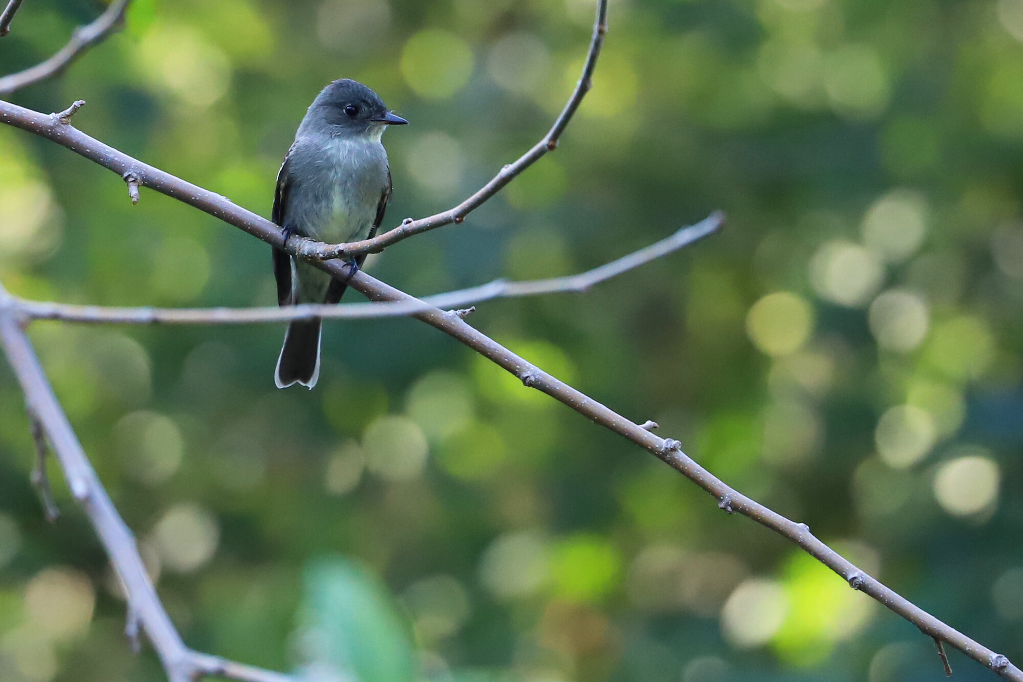  Eastern Wood-Pewee / Beach Garden Park / 24 Sep 