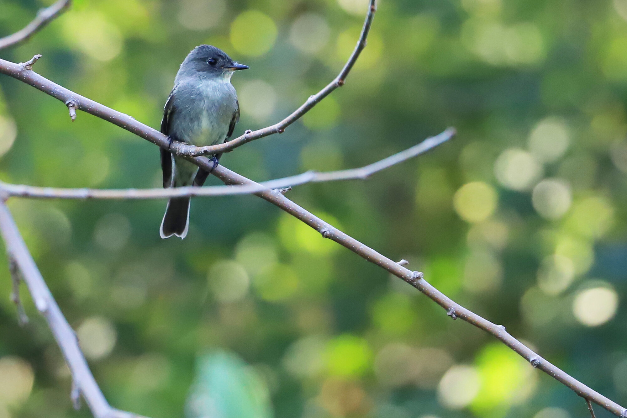  Eastern Wood-Pewee / Beach Garden Park / 24 Sep 