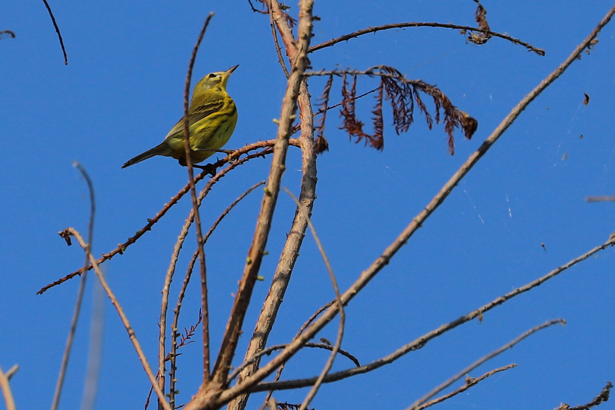  Prairie Warbler / Back Bay NWR / 29 Sep 