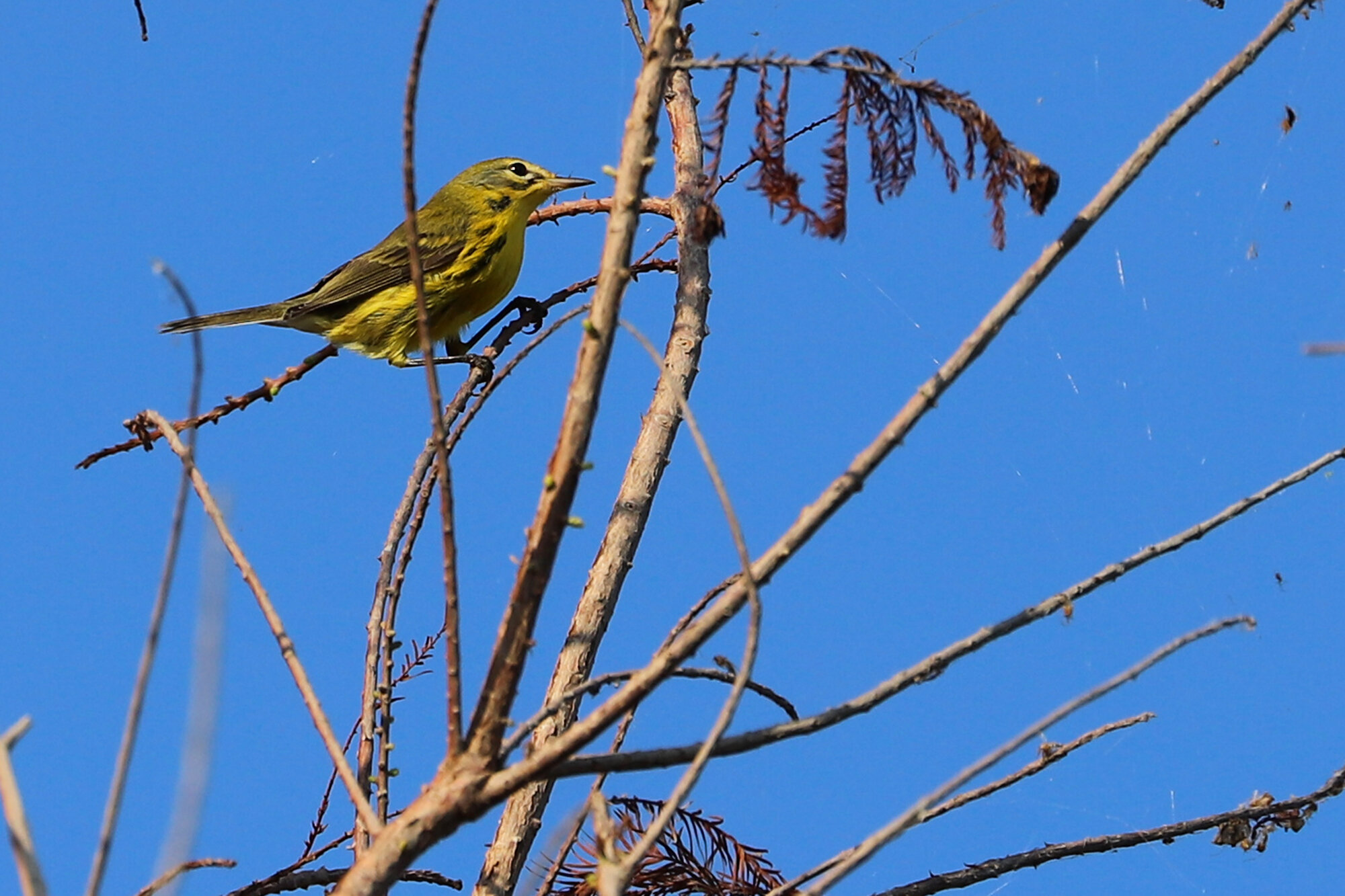  Prairie Warbler / Back Bay NWR / 29 Sep 