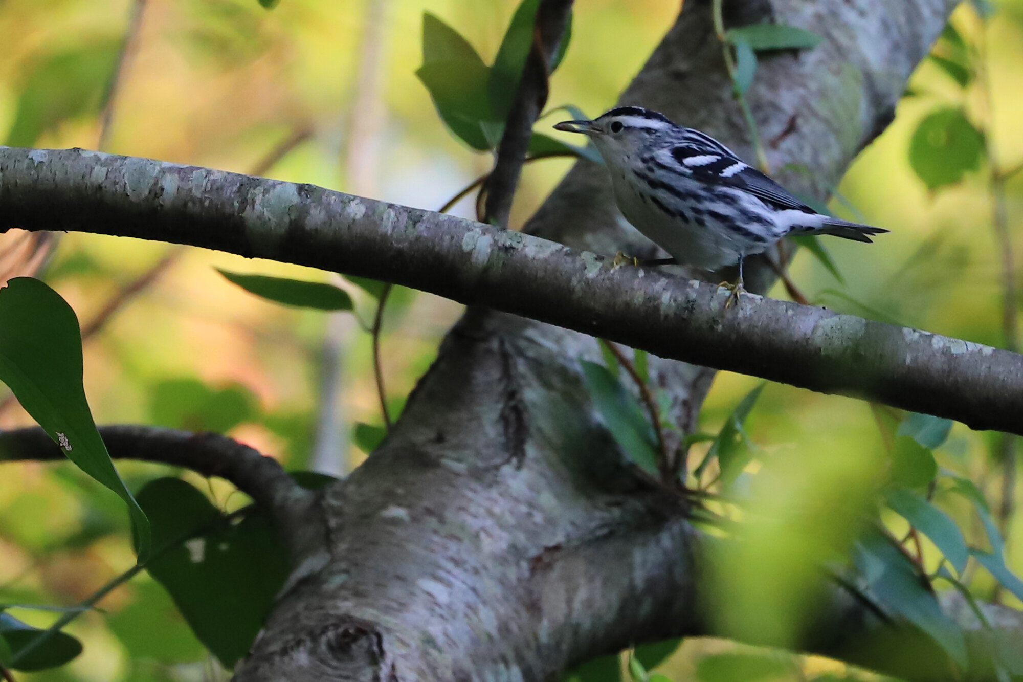  Black-and-white Warbler / Pleasure House Point NA / 7 Sep 