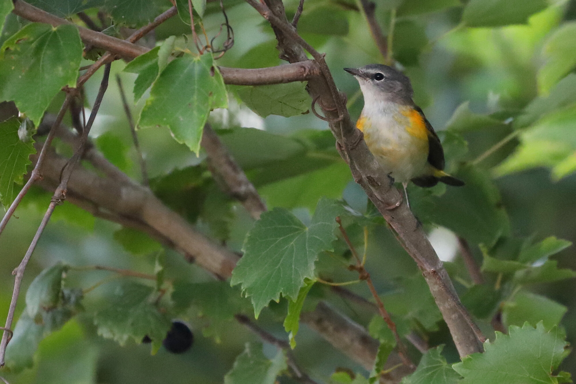  American Redstart at Back Bay NWR on 1 Sep; please click this photo to advance to the next, each of these are transient warblers from September! 