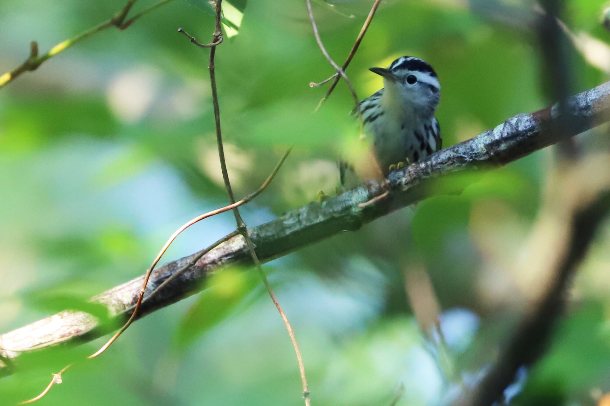  Black-and-white Warbler / Pleasure House Point NA / 7 Sep 