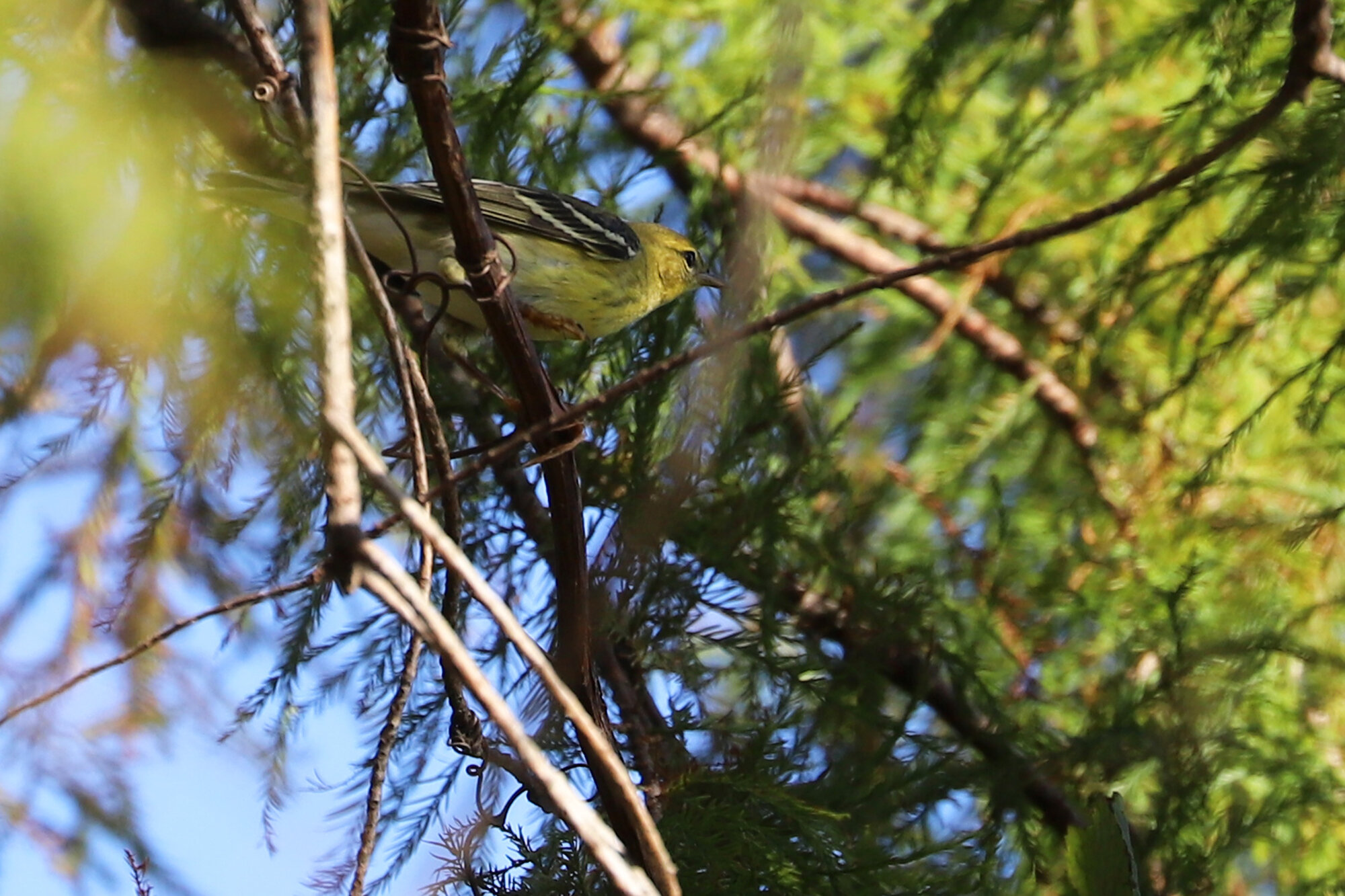 Blackpoll Warbler / Back Bay NWR / 21 Sep 