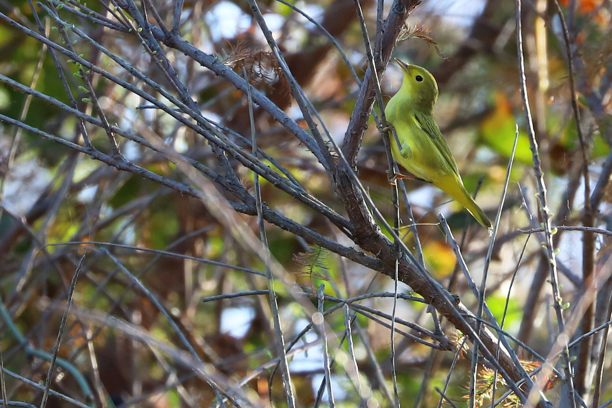  Yellow Warbler / Back Bay NWR / 21 Sep 