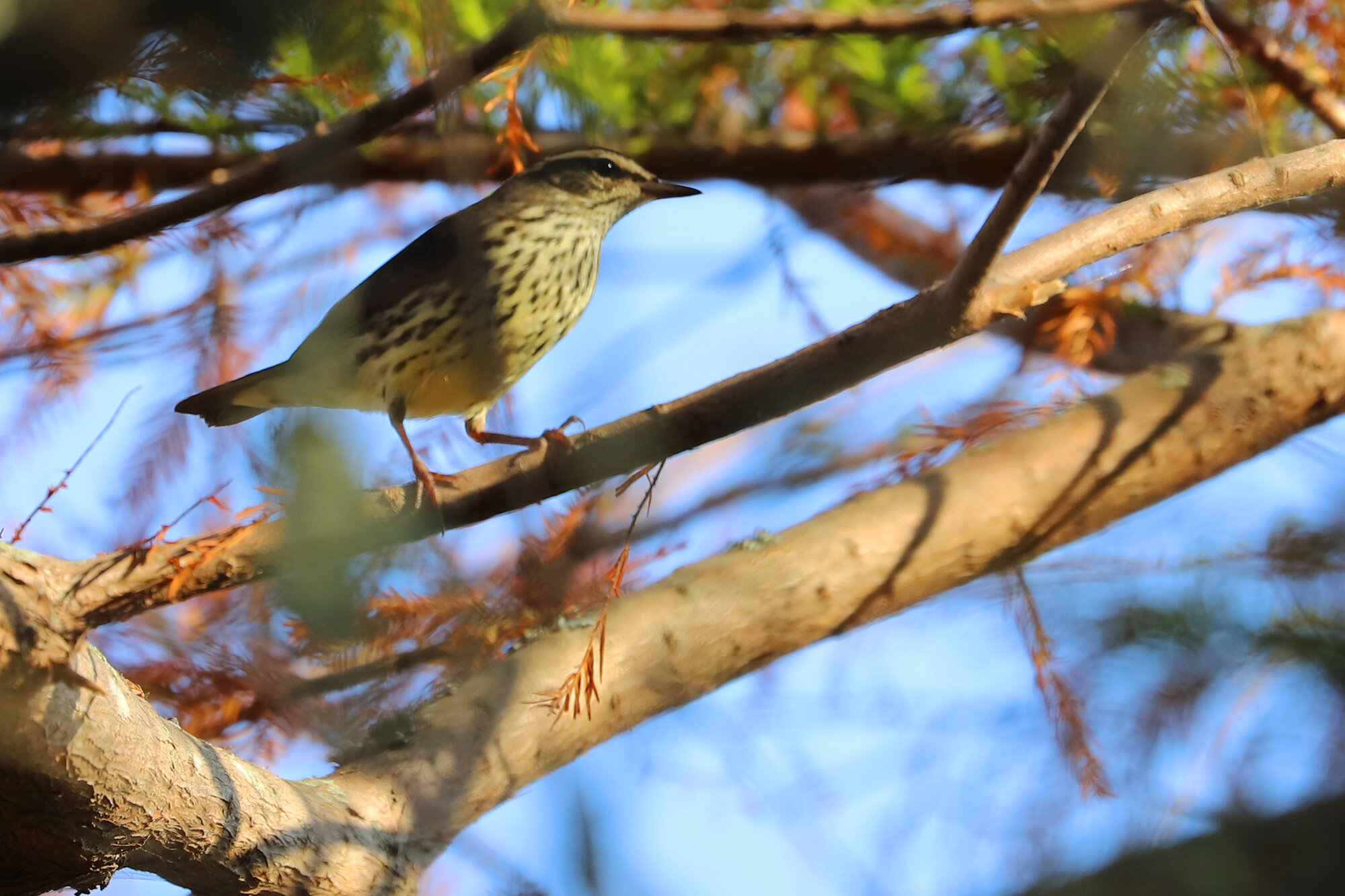  Northern Waterthrush / Back Bay NWR / 29 Sep 