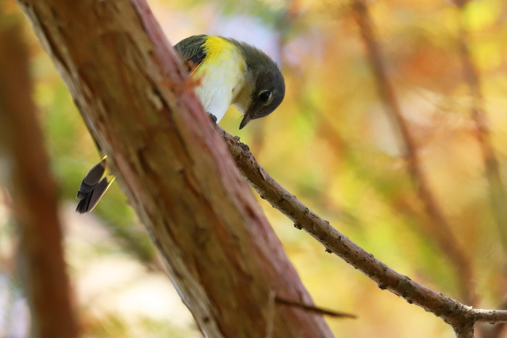  American Redstart / Back Bay NWR / 29 Sep 