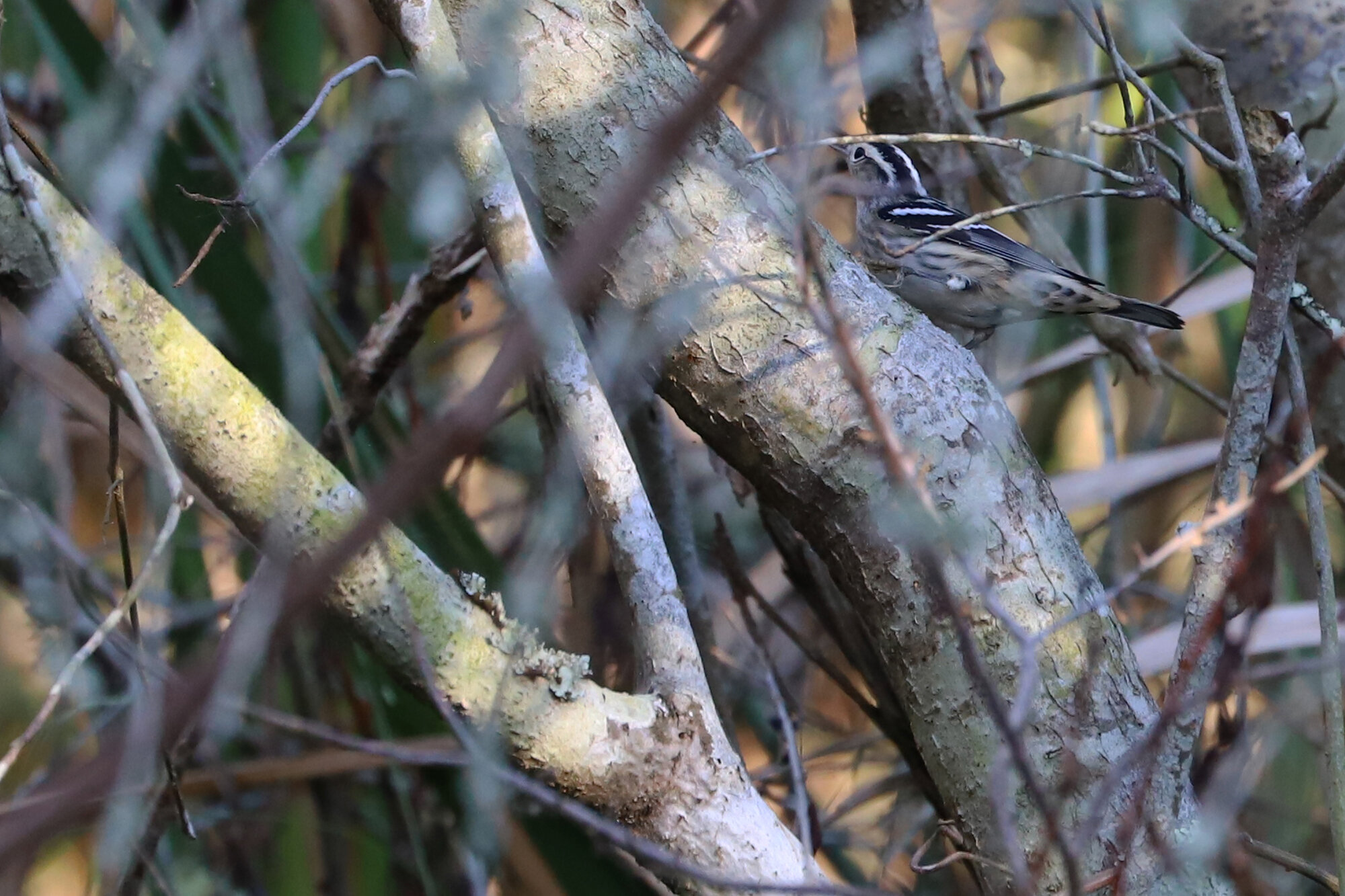  Black-and-white Warbler / Back Bay NWR / 29 Sep 