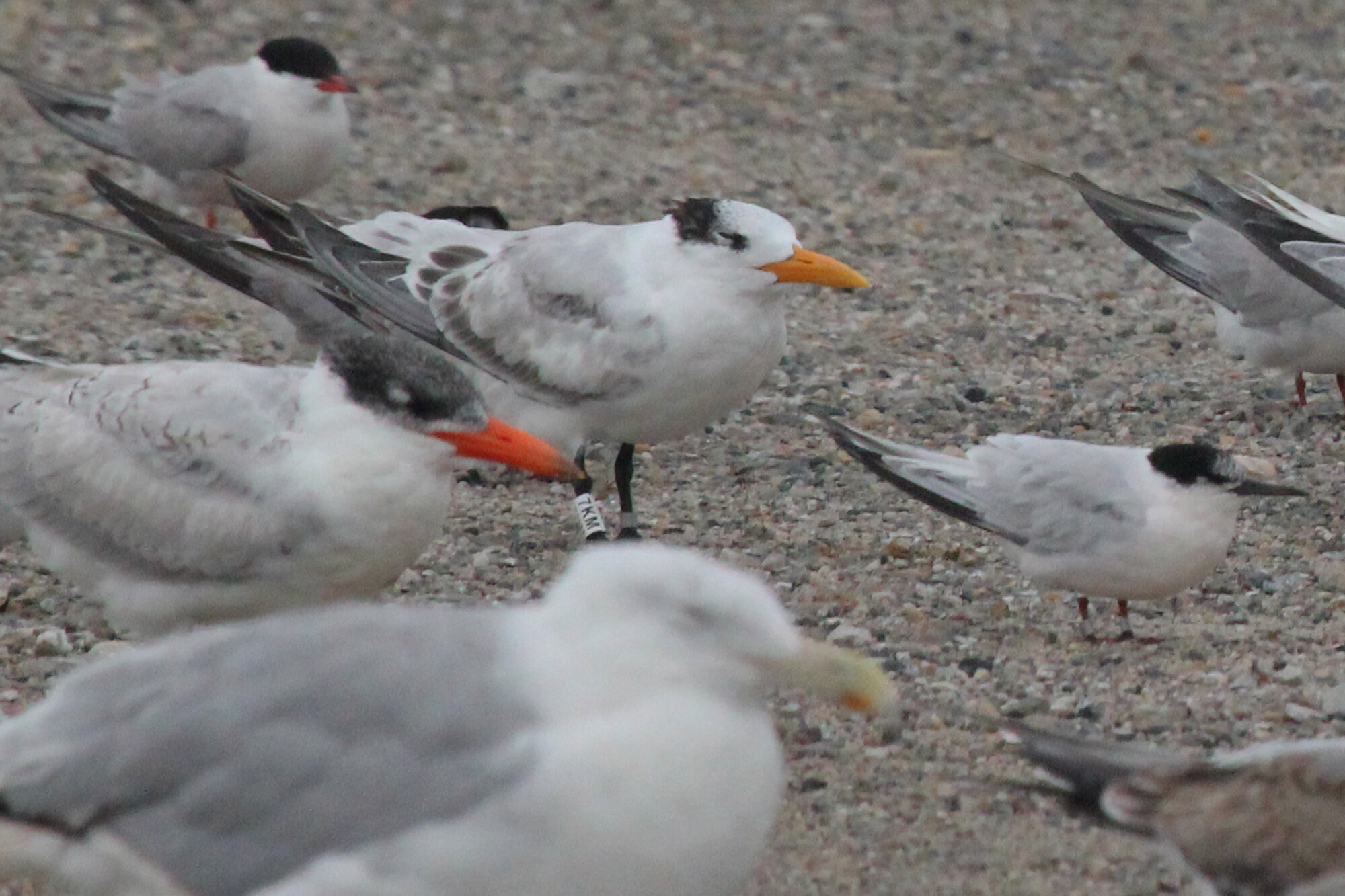  Caspian, Common, Roseate, Royal Terns &amp; Herring Gull / Lynnhaven Boat Ramp / 6 Sep 