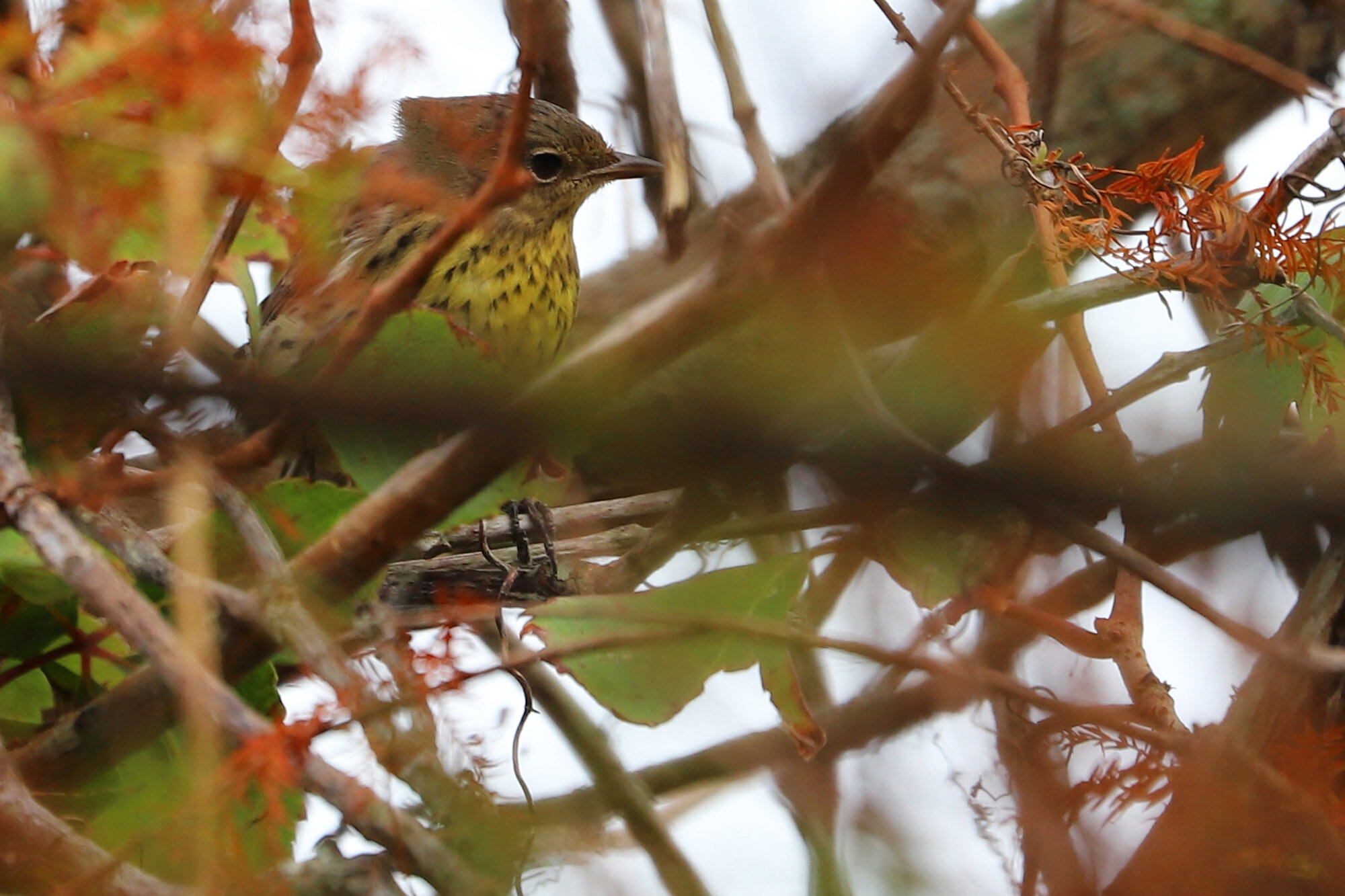  Kirtland's Warbler / Back Bay NWR / 4 Oct; please click this photo to advance to the next! 