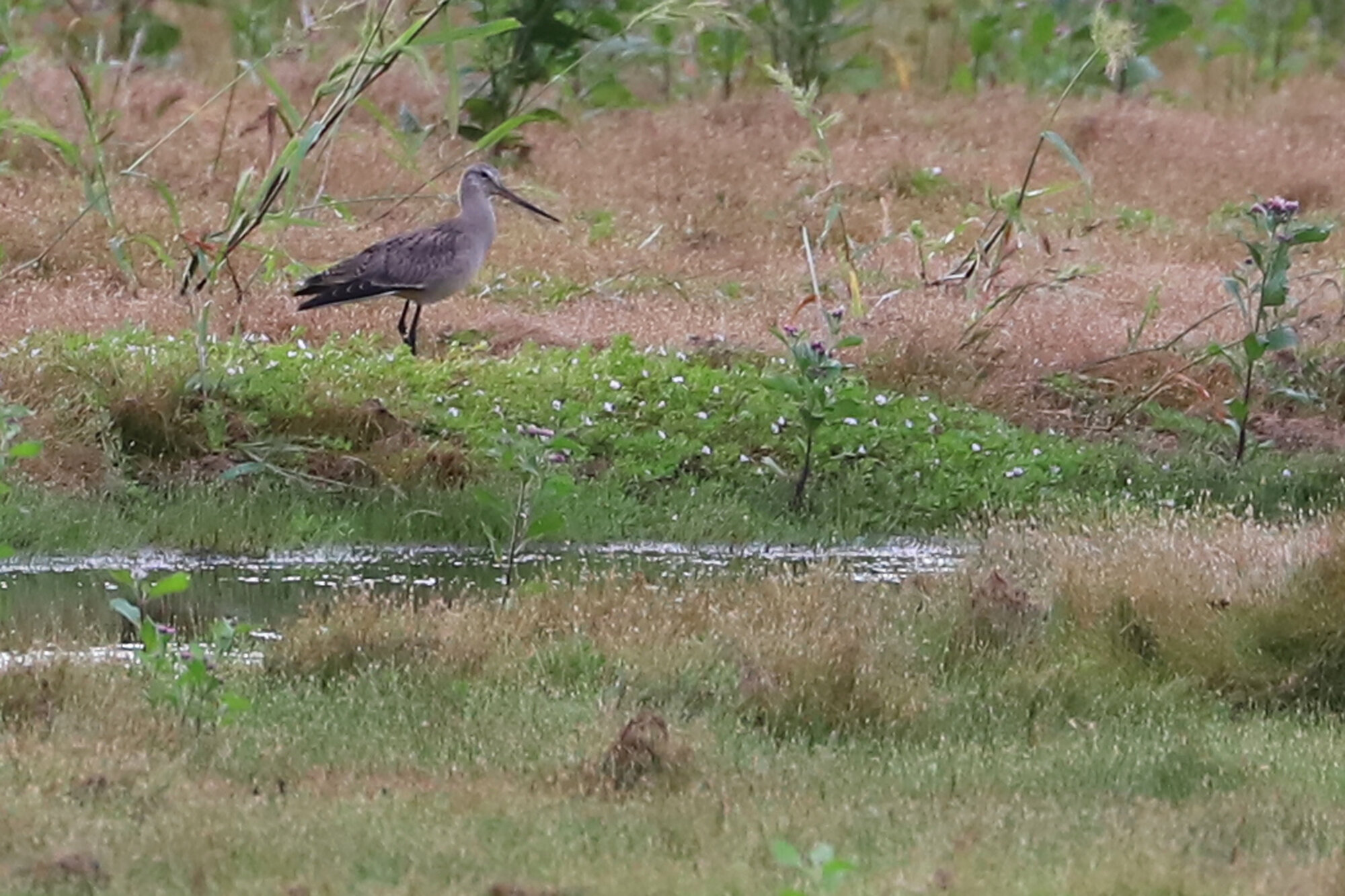  Hudsonian Godwit / Princess Anne WMA Whitehurst Tract / 6 Oct; please click this photo to advance to the next! 