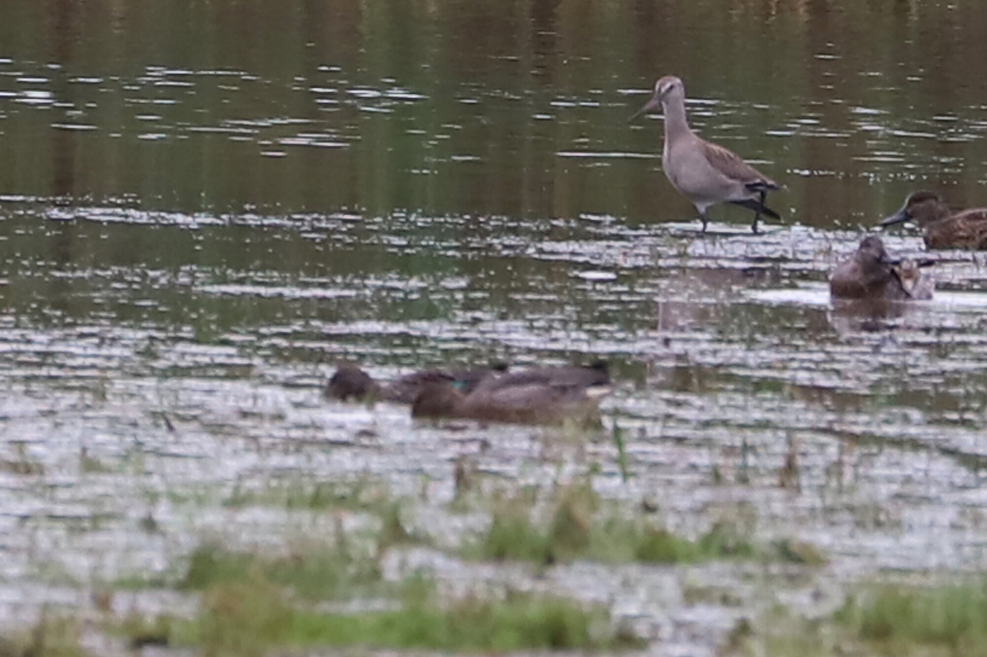  Hudsonian Godwit &amp; Green-winged Teal / Princess Anne WMA Whitehurst Tract / 6 Oct 
