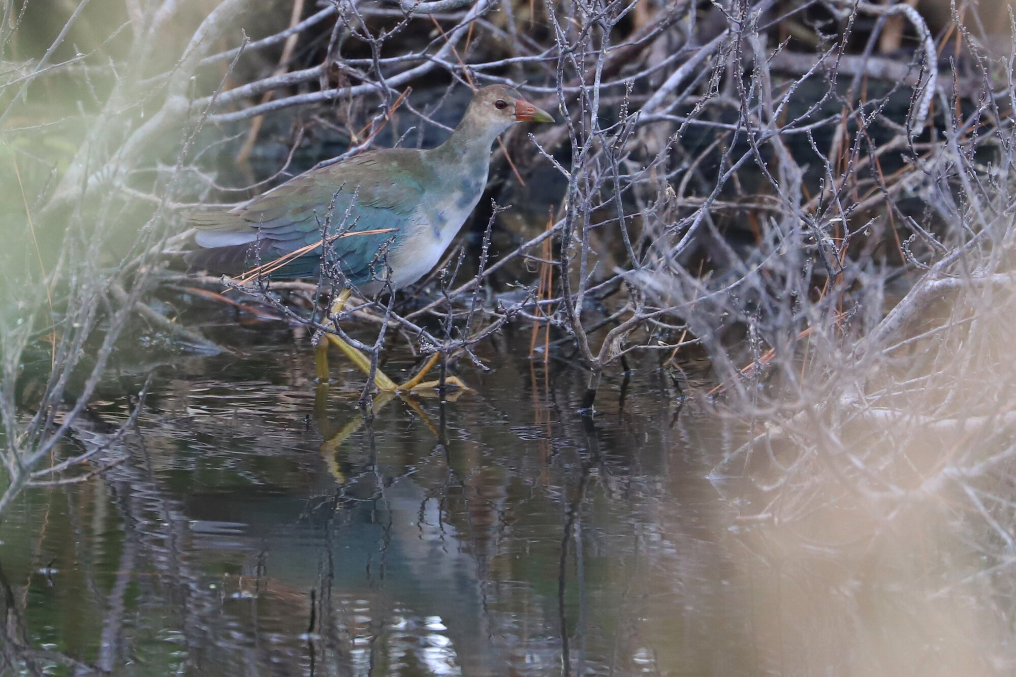  Purple Gallinule / Princess Anne WMA Whitehurst Tract / 6 Oct; please click this photo to advance to the next! 
