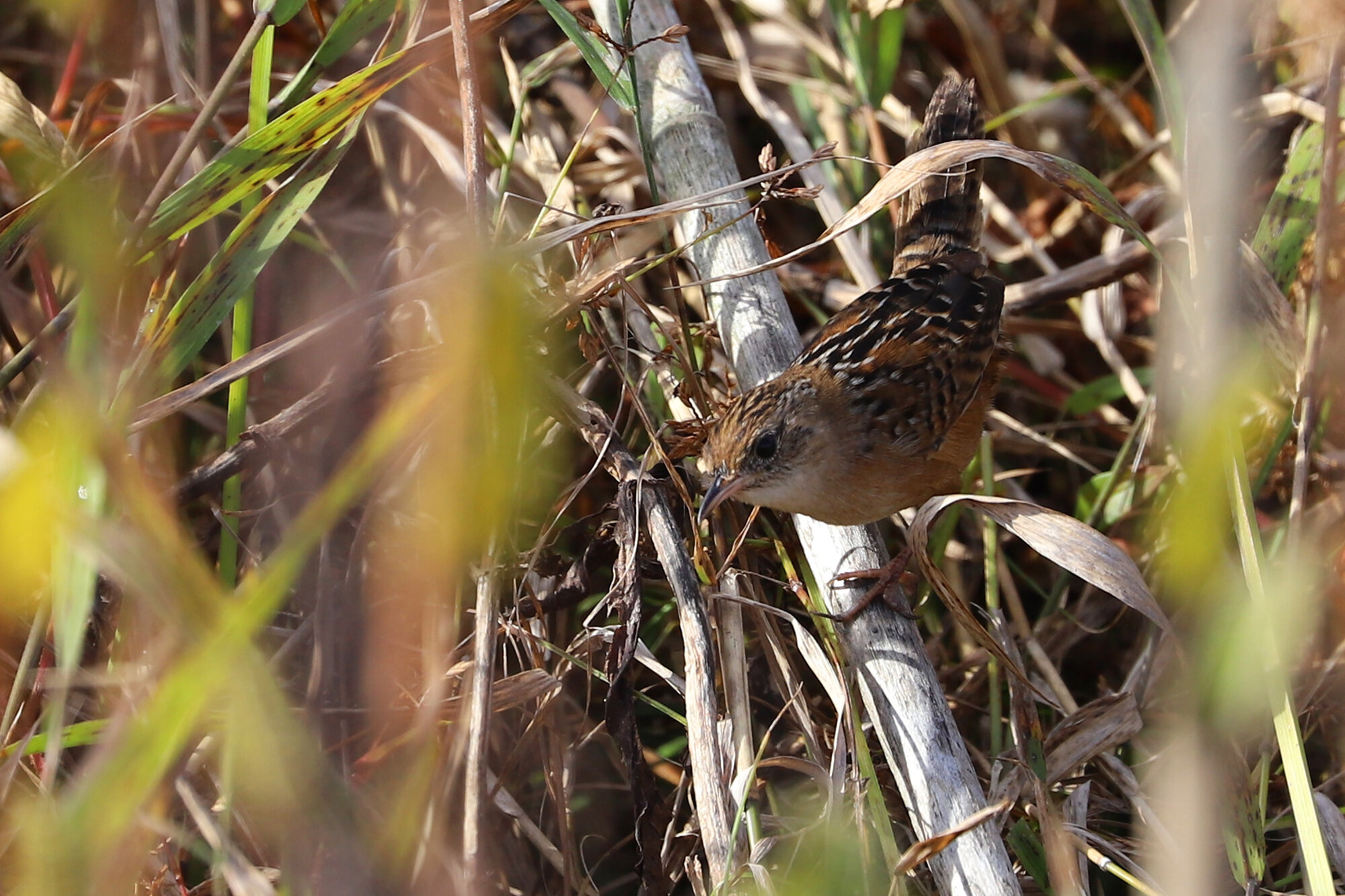  Sedge Wren / Back Bay NWR / 26 Oct; please click this photo to advance to the next! 
