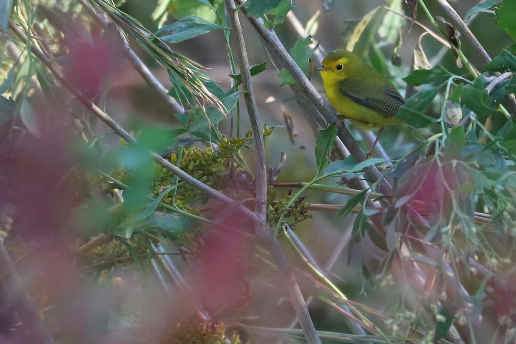  Wilson's Warbler / Back Bay NWR / 12 Oct; please click this photo to advance to the next! 