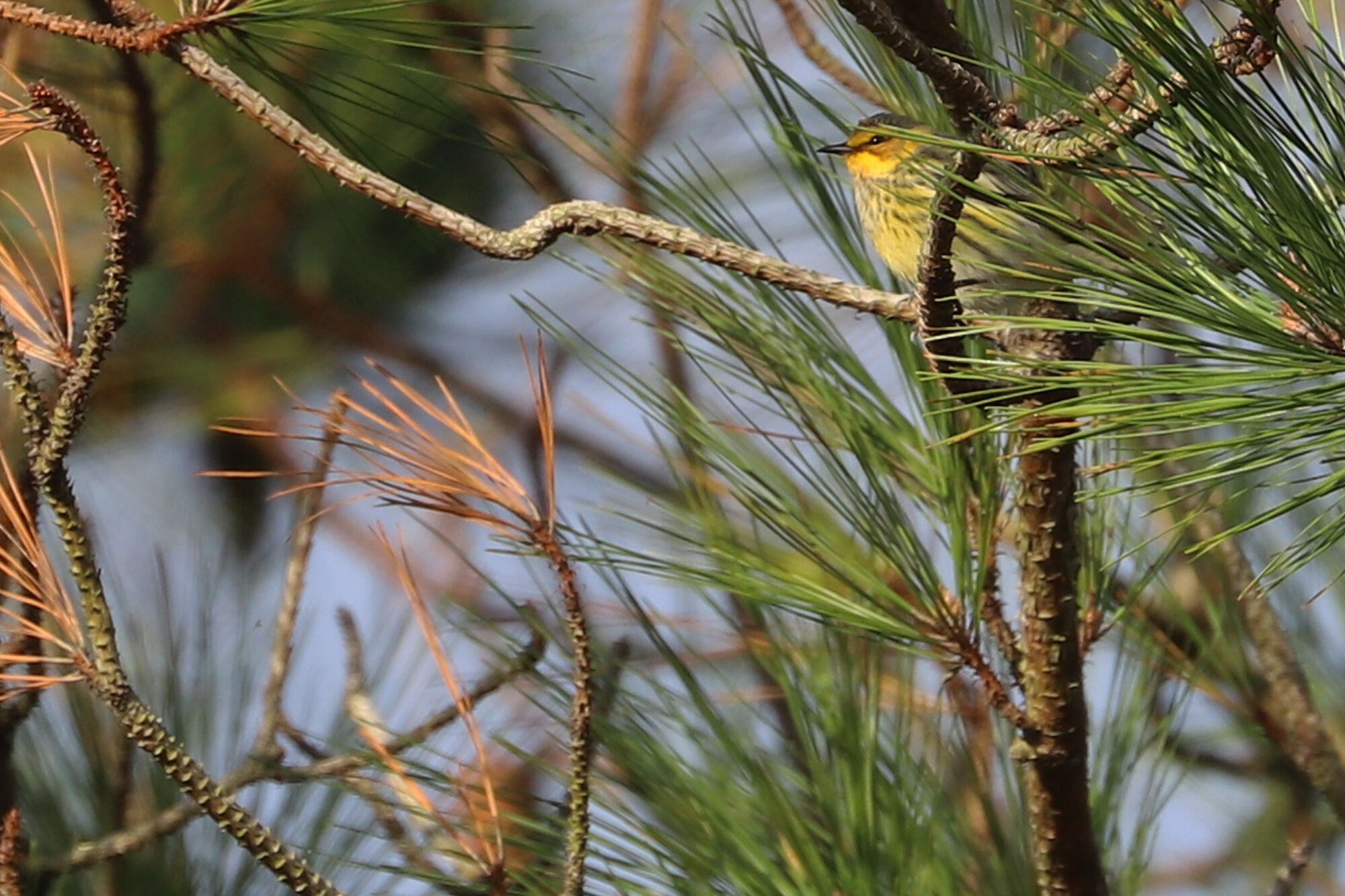  Cape May Warbler / Princess Anne WMA Whitehurst Tract / 13 Oct 