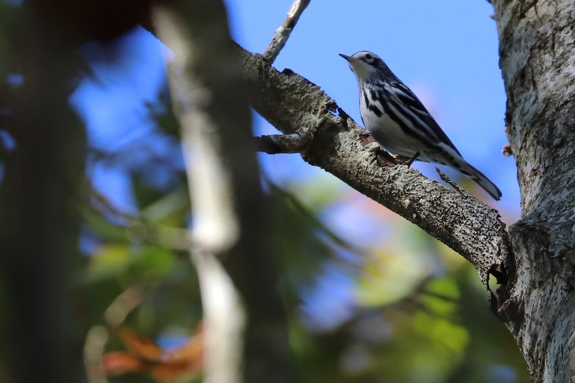  Black-and-white Warbler / Kings Grant Rd. / 23 Oct 