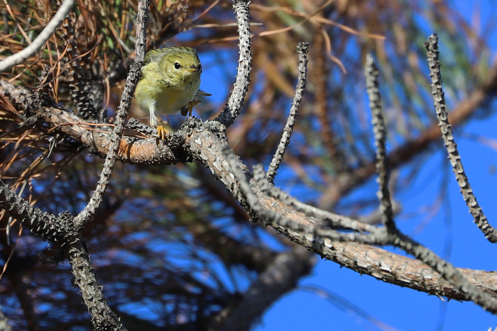  Blackpoll Warbler / Little Island Park / 19 Oct 