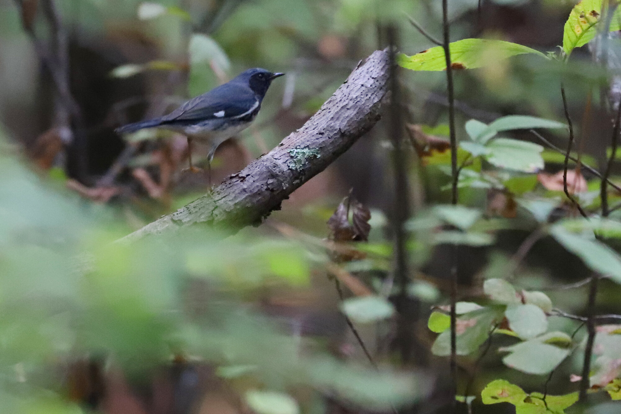  Black-throated Blue Warbler / First Landing SP / 27 Oct 
