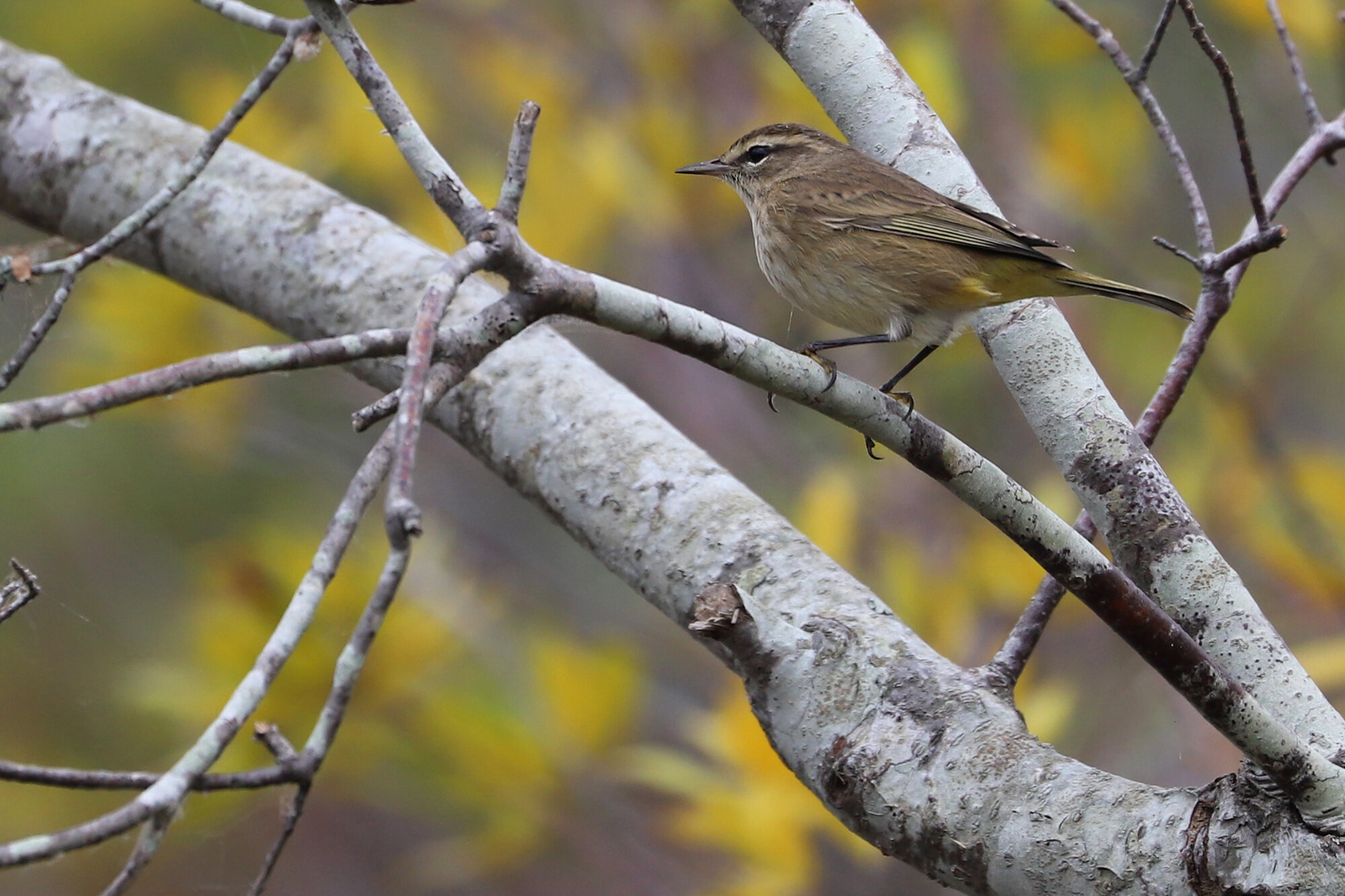  Palm Warbler (Western) / Back Bay NWR / 4 Oct; please click this photo to advance to the next! 