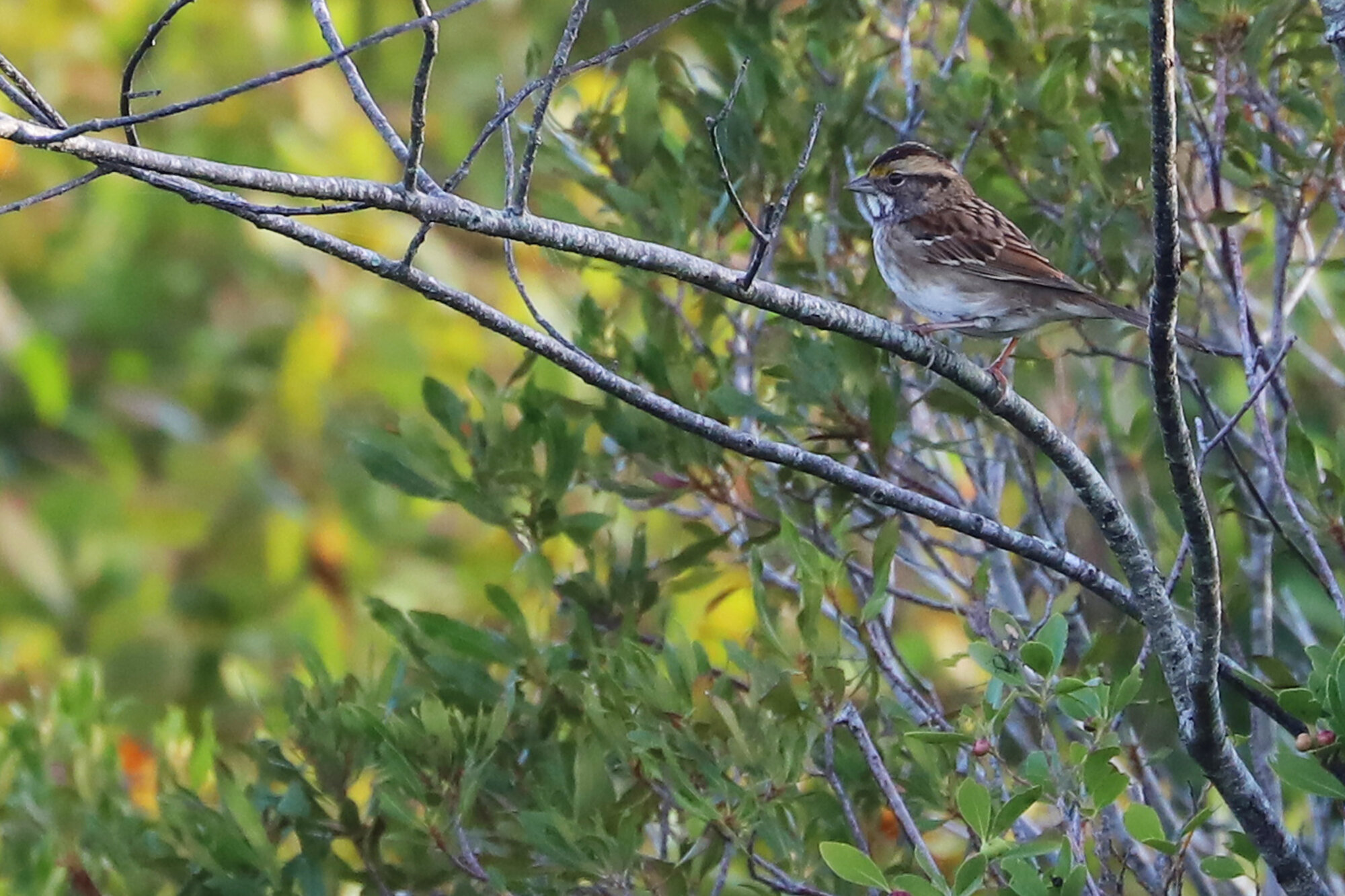  White-throated Sparrow / Back Bay NWR / 12 Oct 